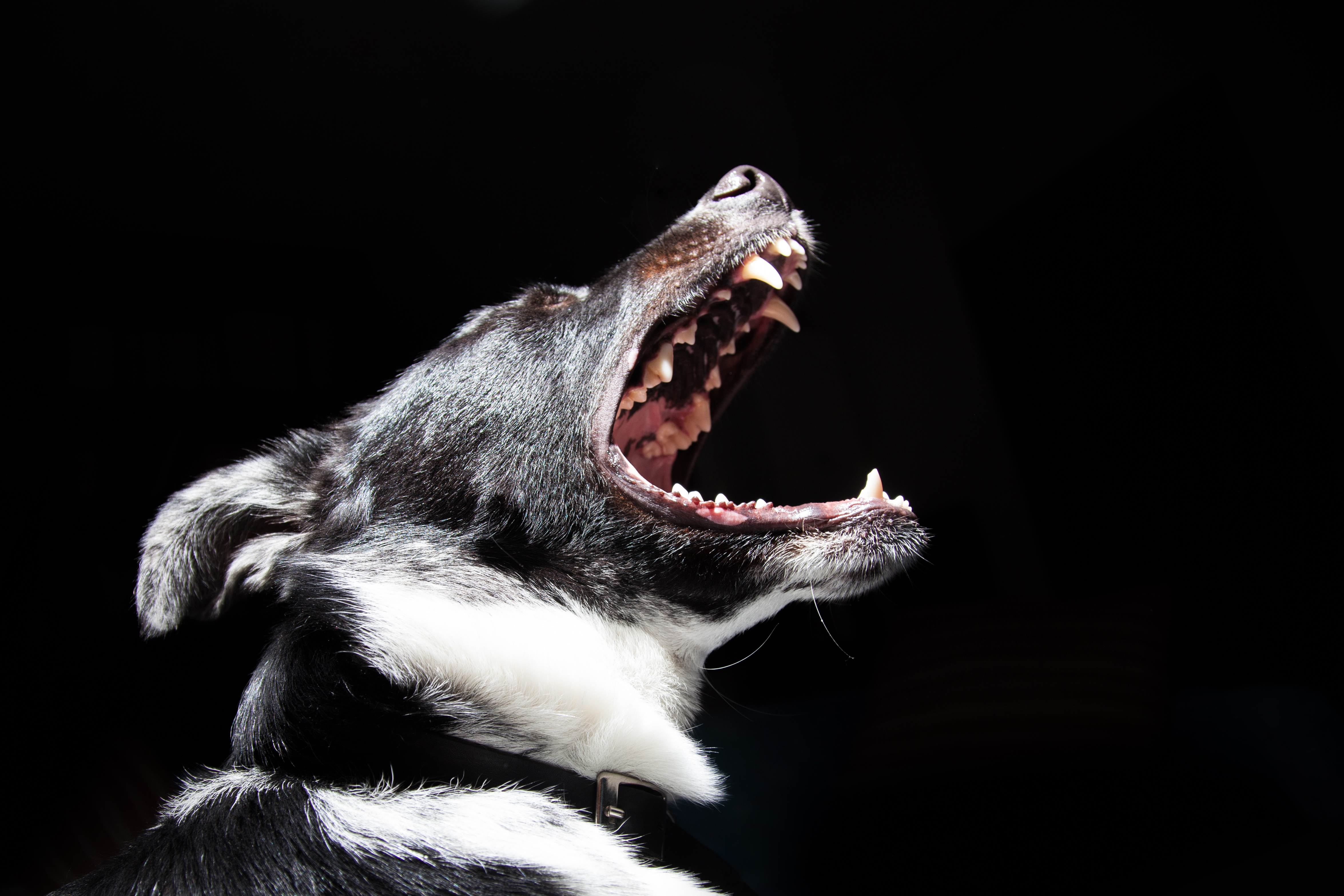 animals, dog, muzzle, fangs, to fall, mouth