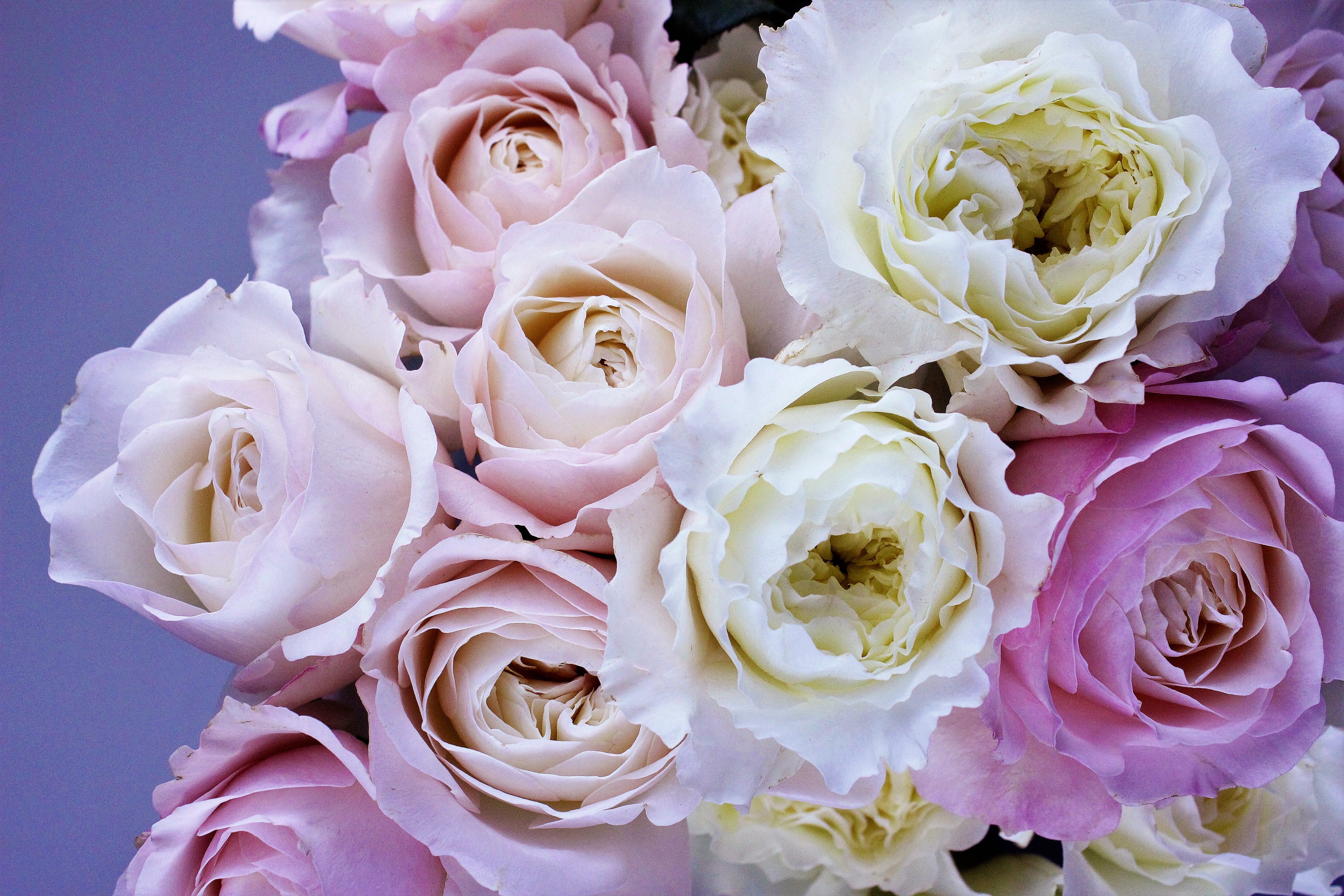 Скачати мобільні шпалери Квітка, Роза, Земля, Пастель, Біла Квітка, Рожева Квітка, Флауерзи безкоштовно.