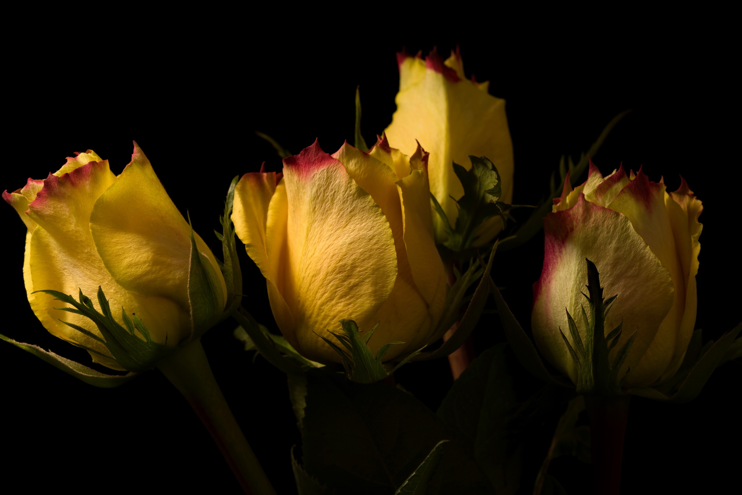 Скачать картинку Цветок, Роза, Бутон, Желтый Цветок, Земля/природа, Флауэрсы в телефон бесплатно.