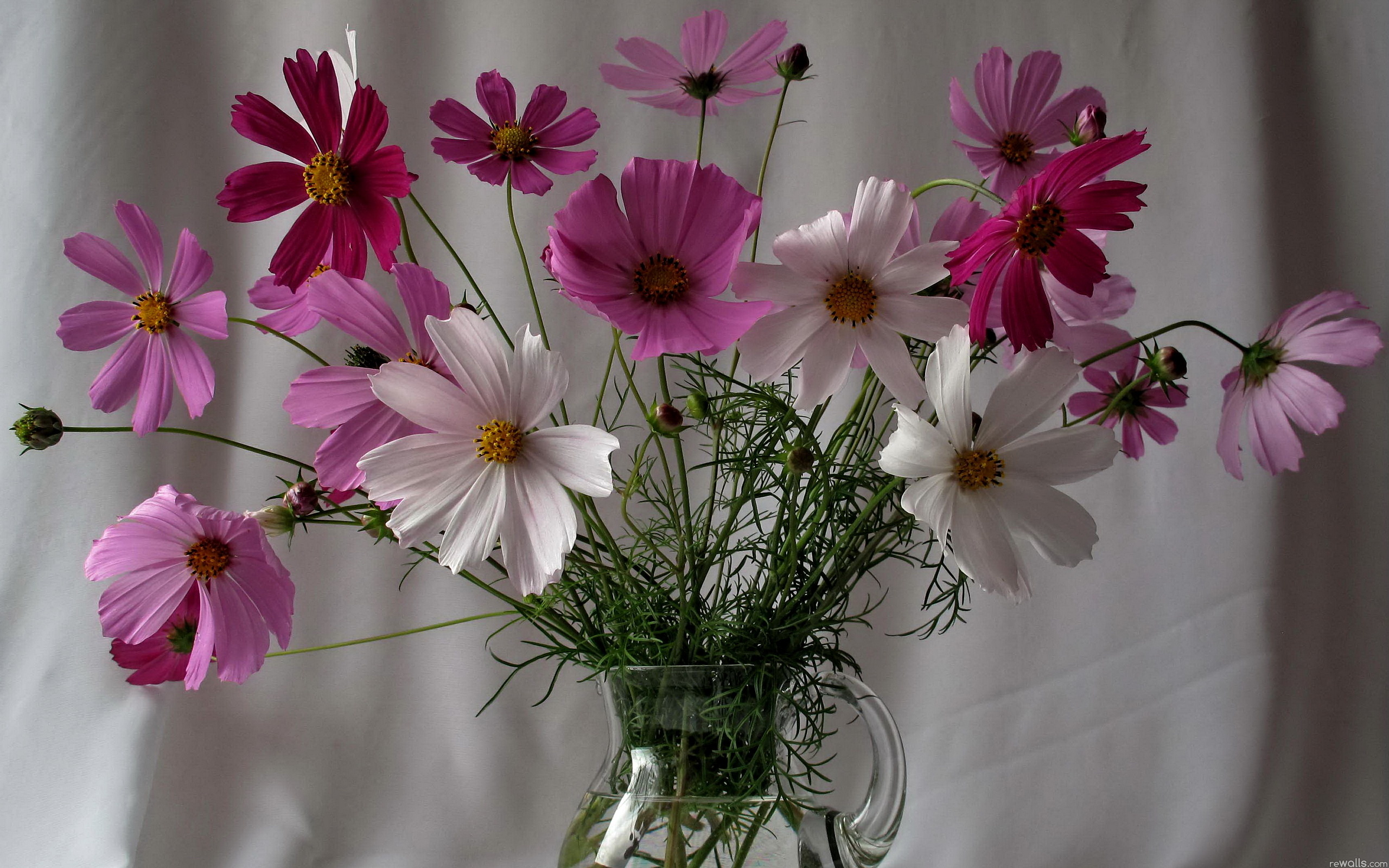 Handy-Wallpaper Blume, Krug, Vase, Weiße Blume, Menschengemacht, Pinke Blume, Stillleben, Kosmeen kostenlos herunterladen.