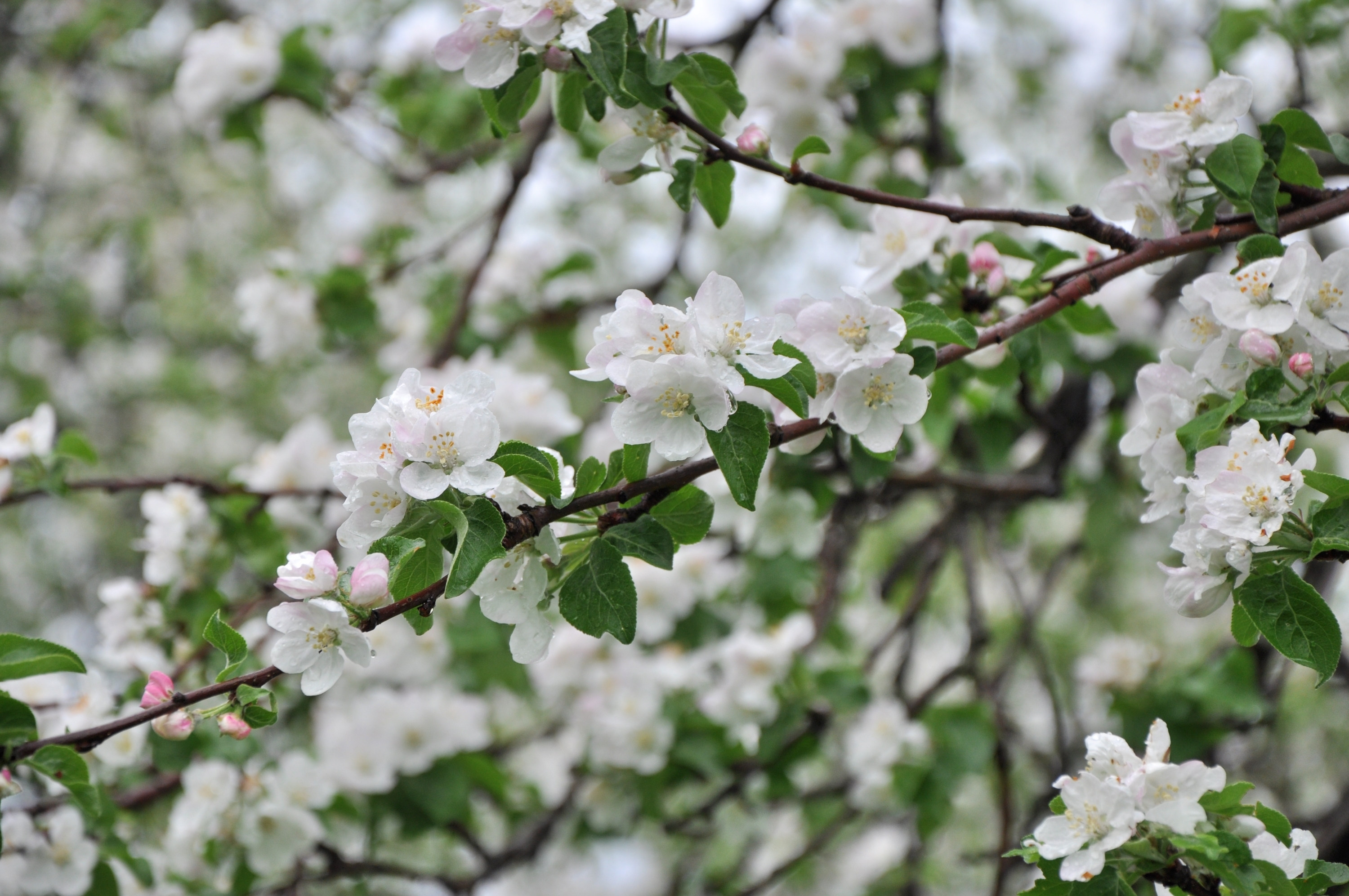 Descarga gratis la imagen Naturaleza, Flores, Flor, Florecer, Rama, Primavera, Flor Blanca, Tierra/naturaleza en el escritorio de tu PC