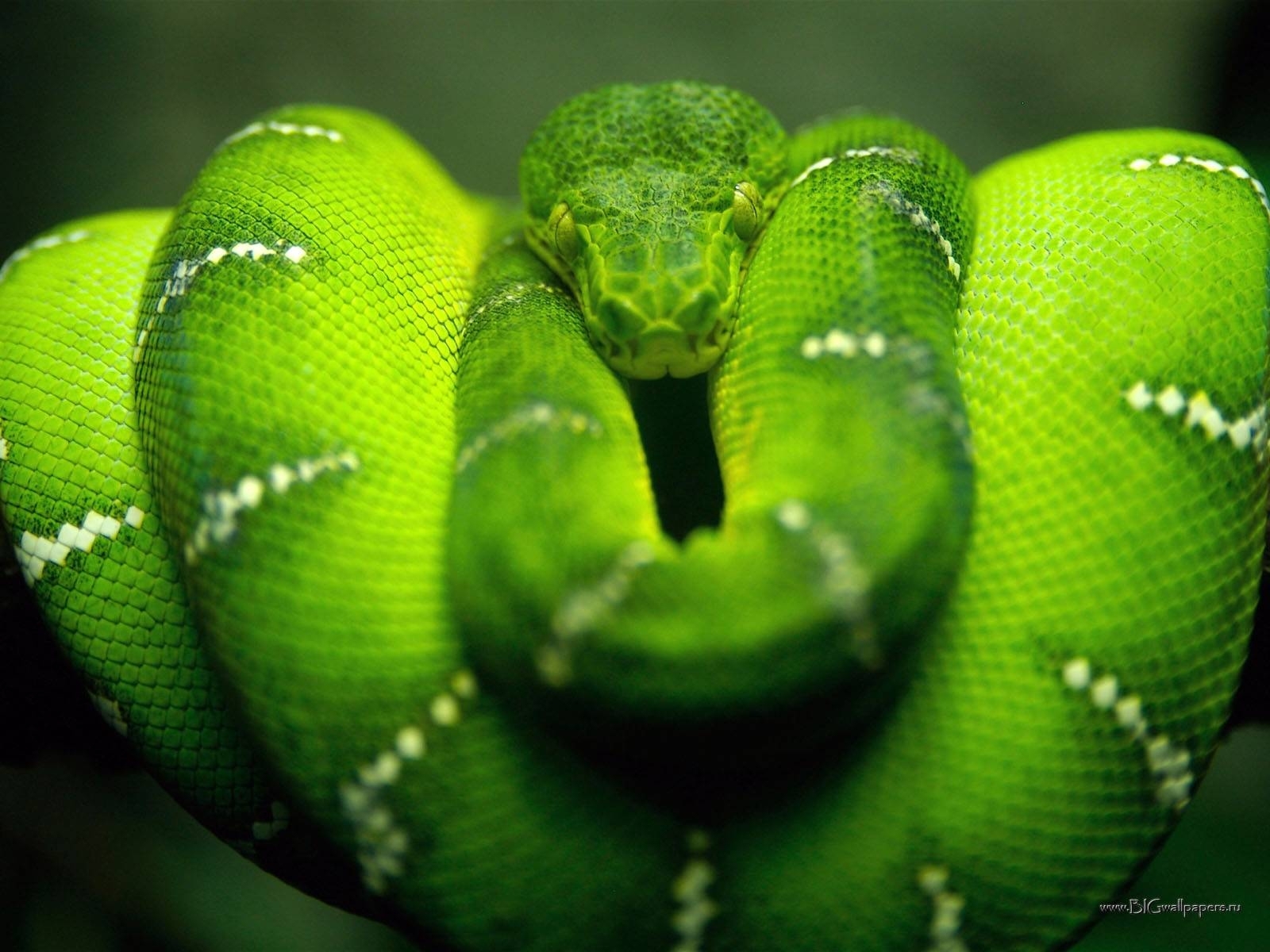 681 descargar imagen serpientes, animales, verde: fondos de pantalla y protectores de pantalla gratis