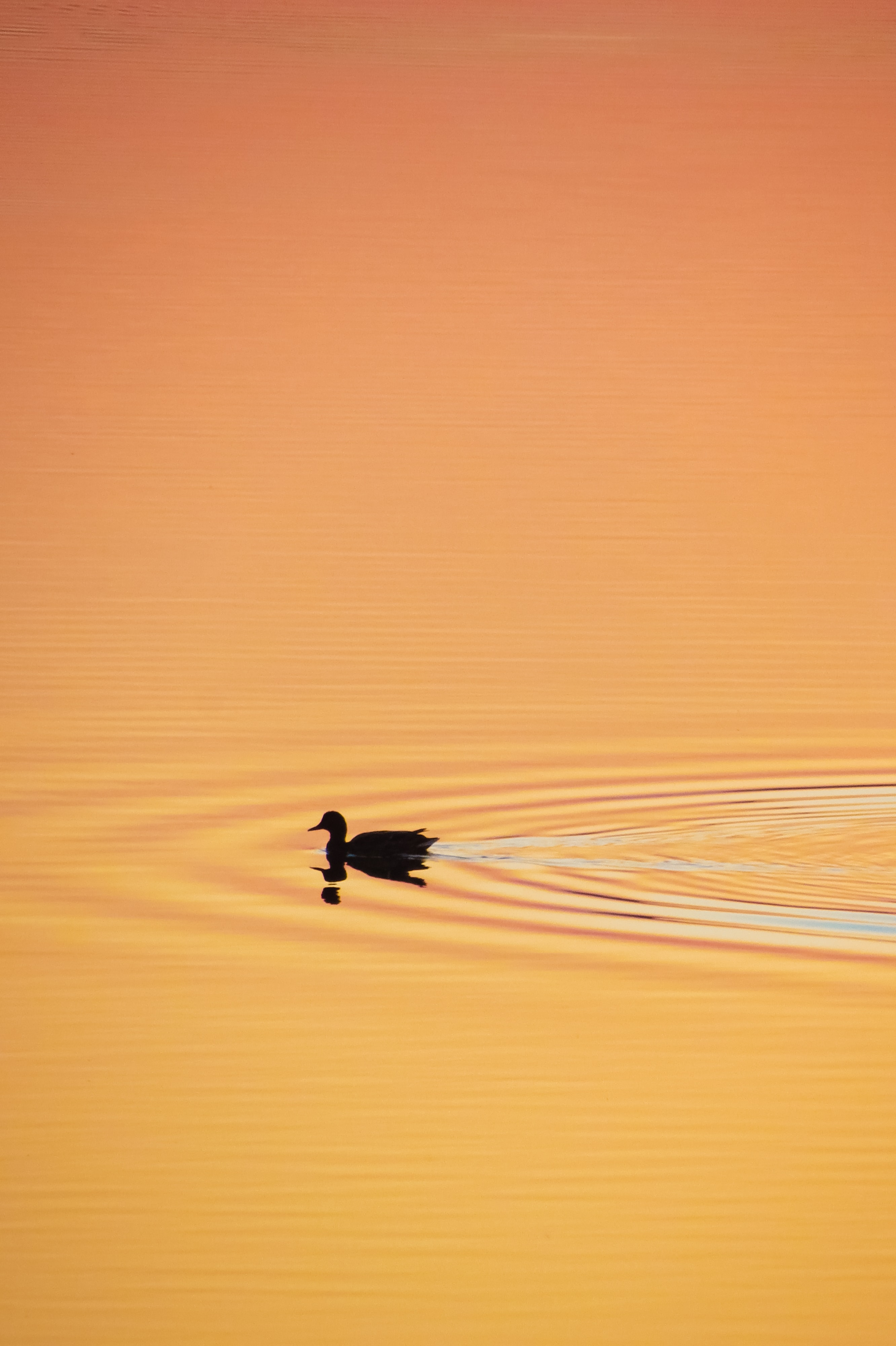 Download mobile wallpaper Sunset, Duck, Silhouette, Minimalism for free.