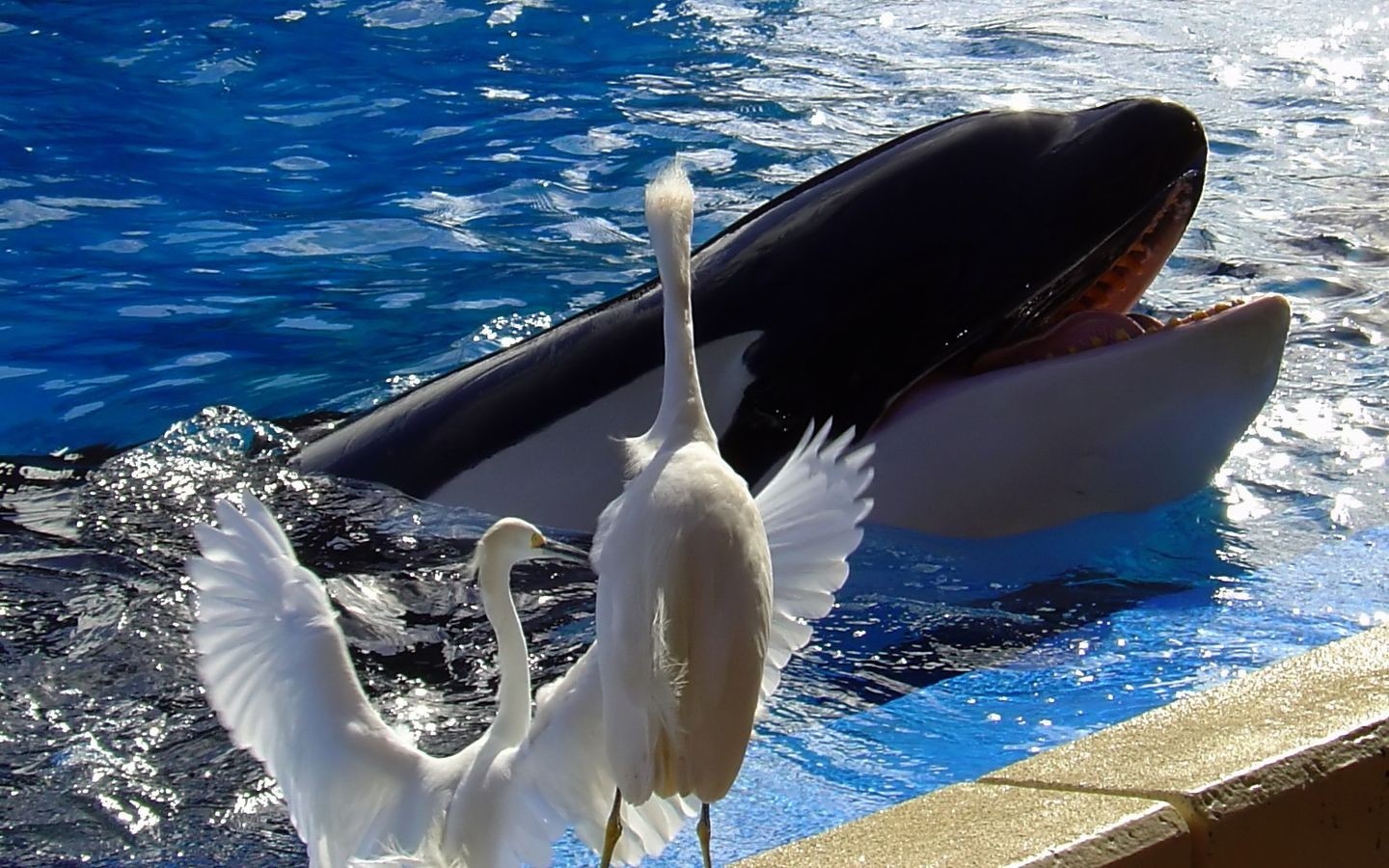 1439432 descargar imagen animales, orca: fondos de pantalla y protectores de pantalla gratis