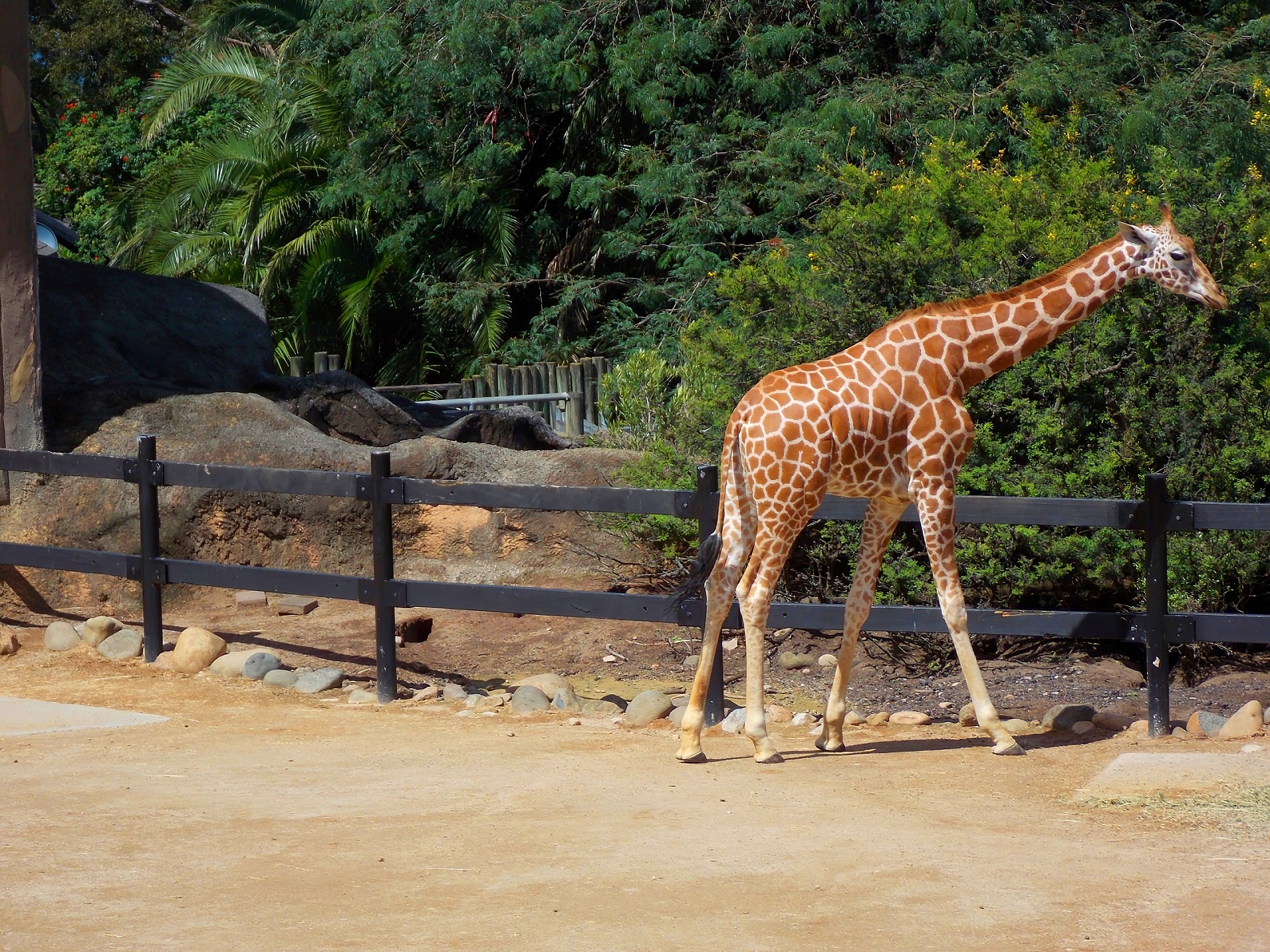 592699 télécharger l'image zoo, animaux, girafe, australie, mammifère, sidney - fonds d'écran et économiseurs d'écran gratuits