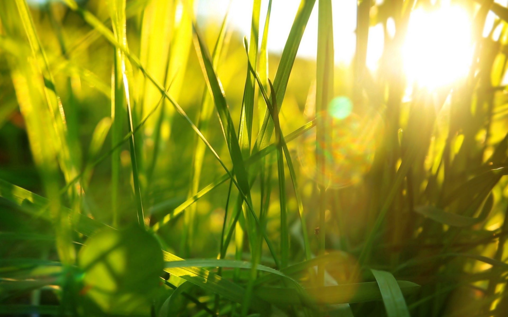 無料モバイル壁紙草, 大きい, マクロ, 輝く, 光, 工場, 植物をダウンロードします。