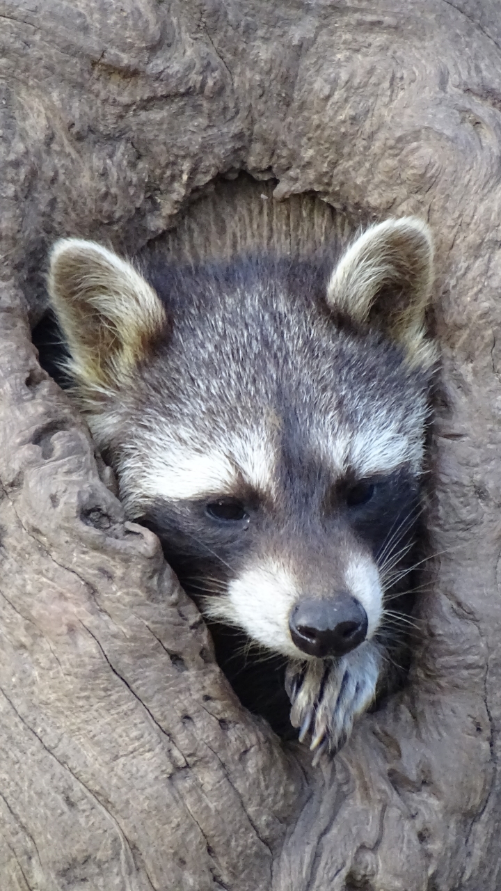 Handy-Wallpaper Tiere, Waschbär kostenlos herunterladen.