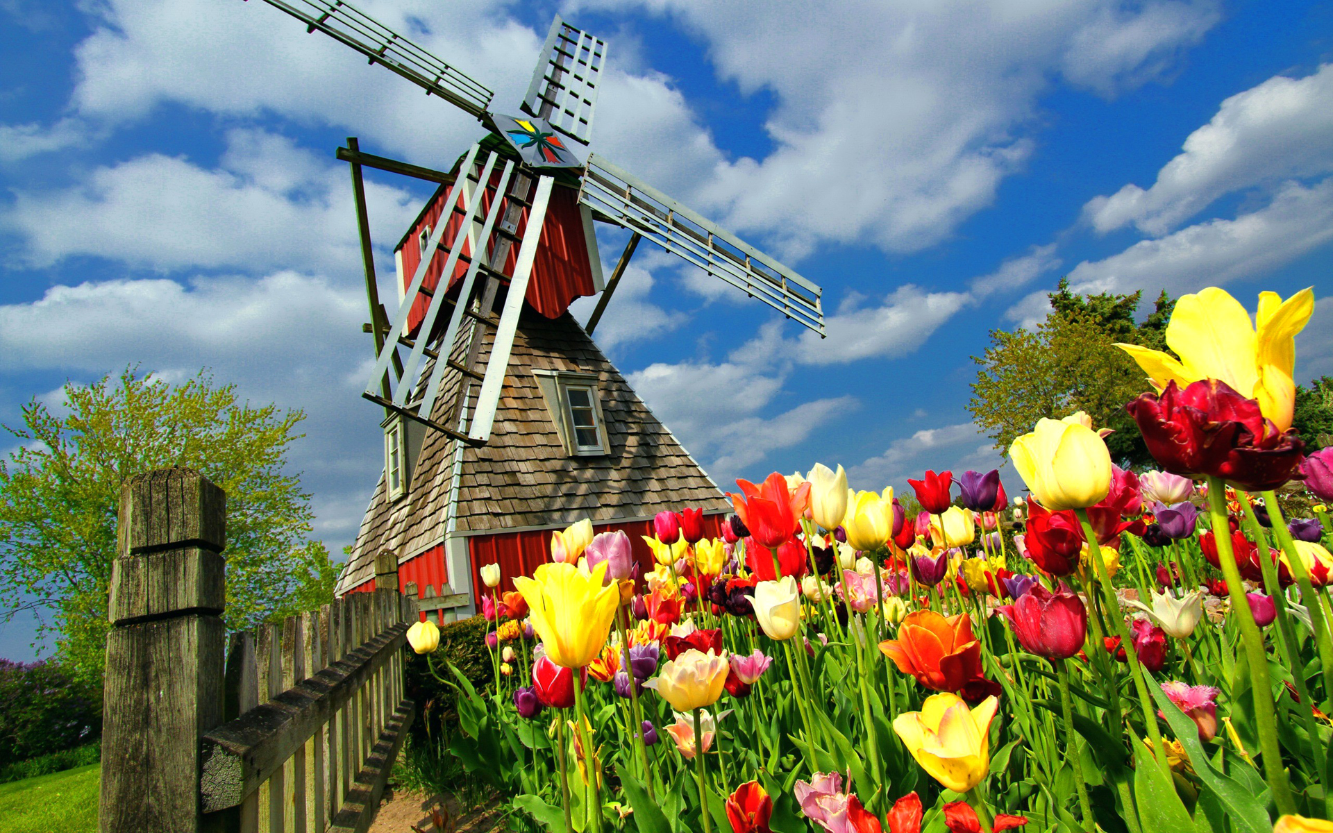 Скачать обои бесплатно Цветок, Тюльпан, Нидерланды, Ветряная Мельница, Сделано Человеком картинка на рабочий стол ПК