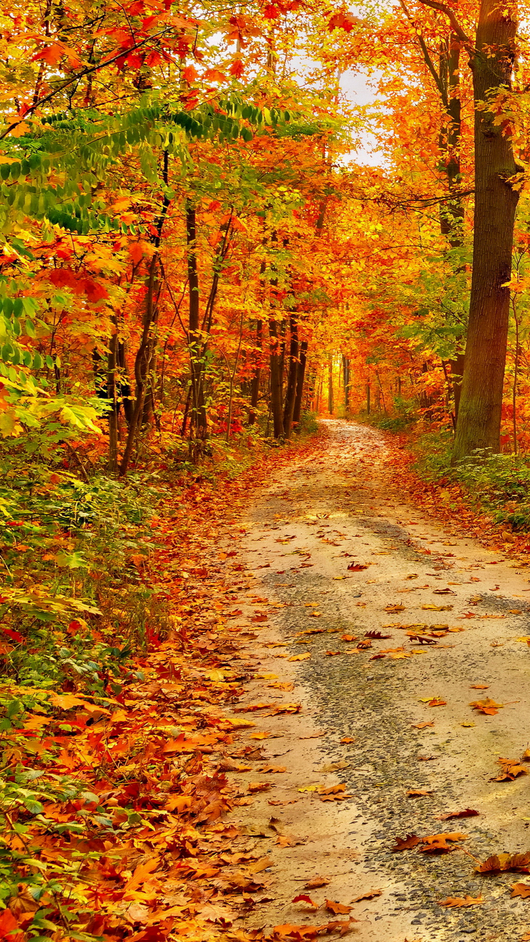 Download mobile wallpaper Nature, Forest, Tree, Fall, Earth, Path, Sunbeam, Dirt Road, Sunbean for free.
