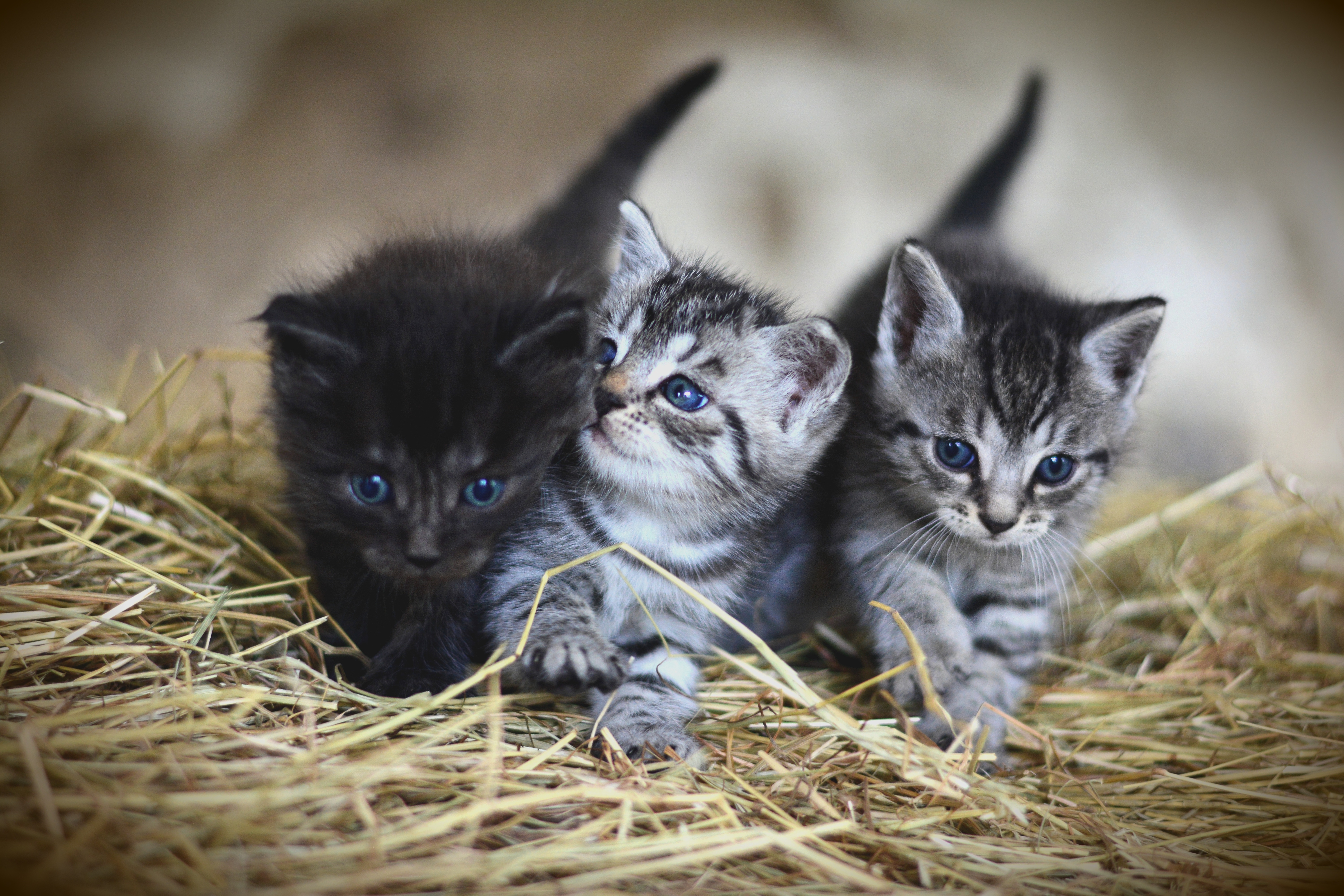 Download mobile wallpaper Cats, Cat, Kitten, Animal, Baby Animal for free.