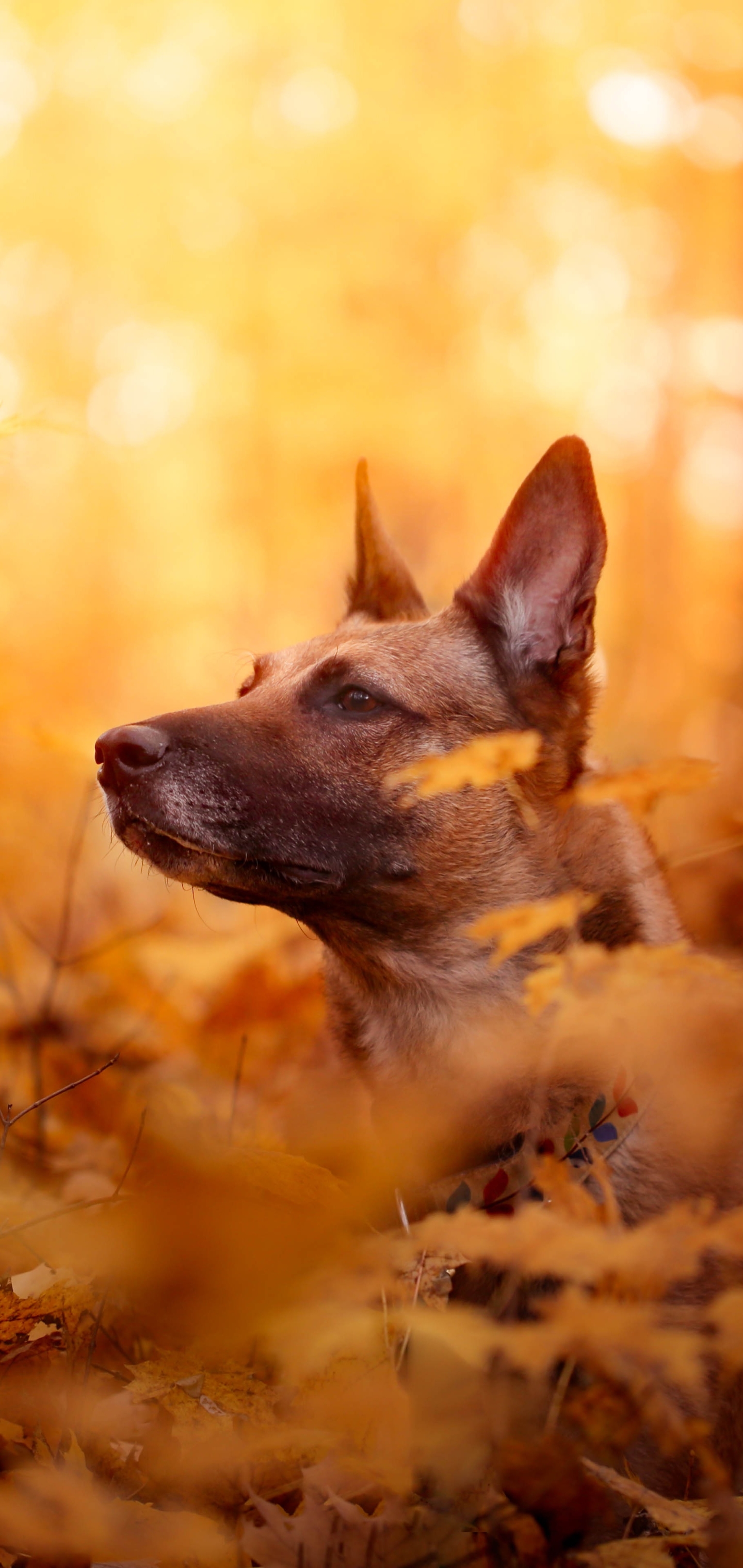 Download mobile wallpaper Dogs, Dog, Muzzle, Fall, Animal, Belgian Malinois for free.