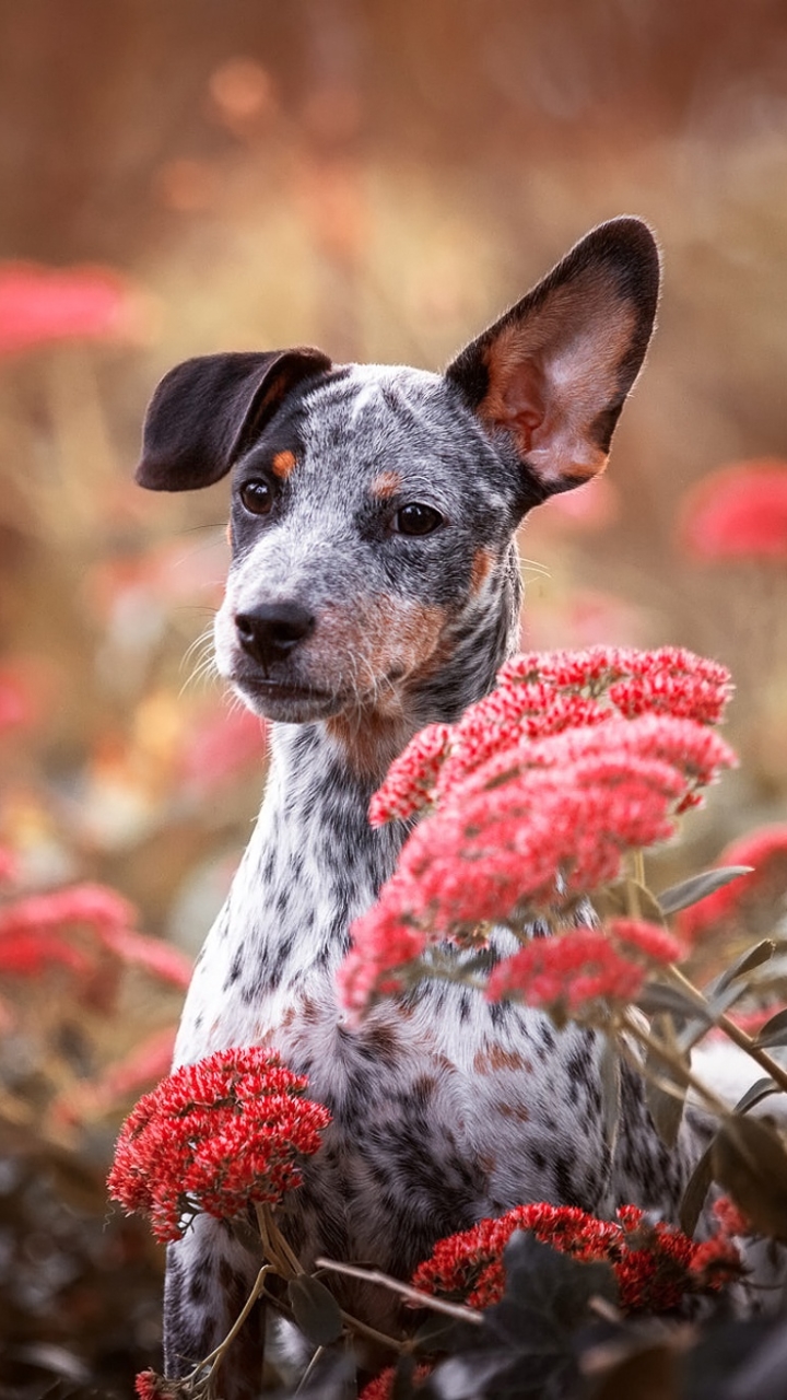 Handy-Wallpaper Tiere, Hunde, Hund, Welpen, Rote Blume, Tierbaby kostenlos herunterladen.