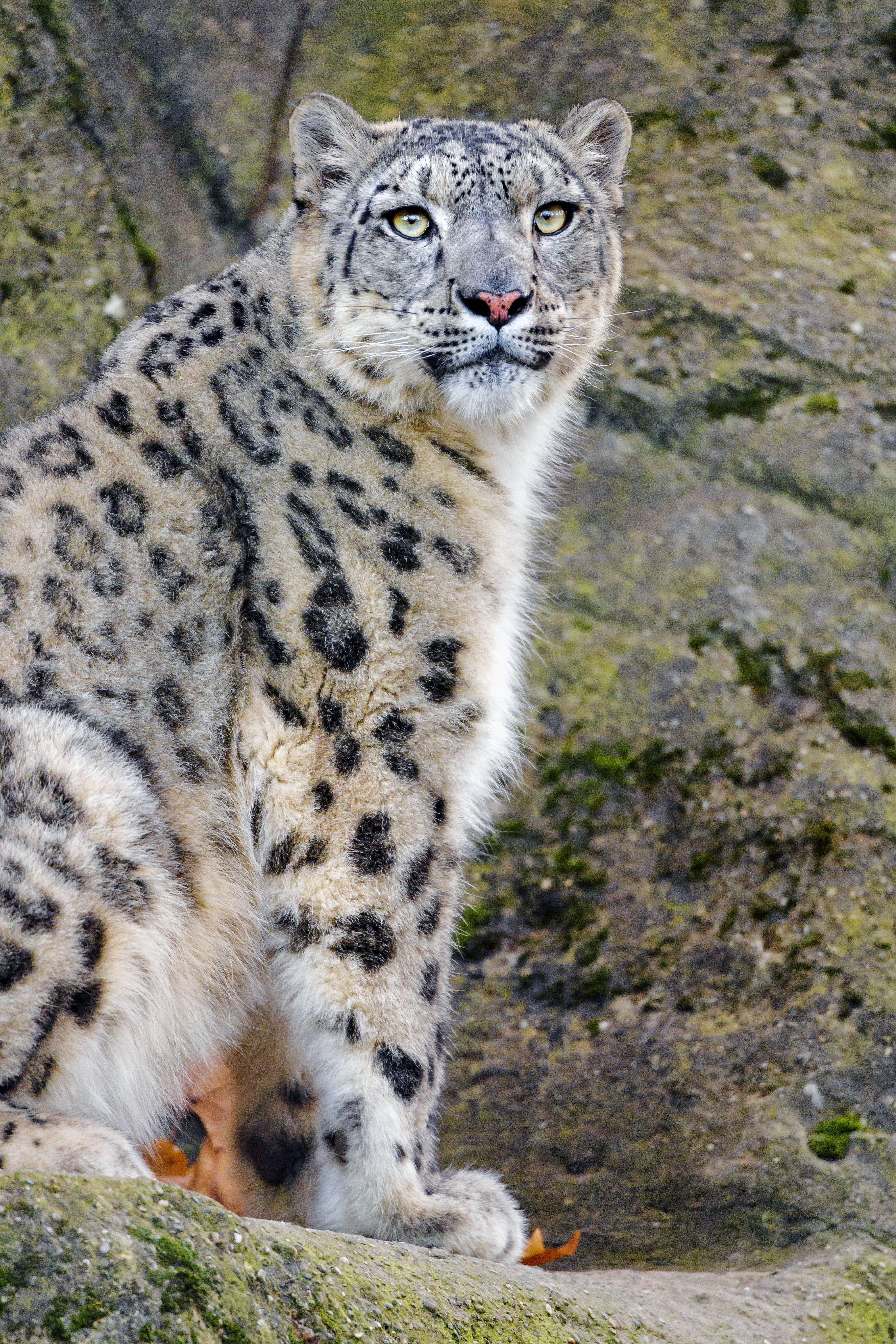 wildlife, snow leopard, irbis, animals, white, predator, animal