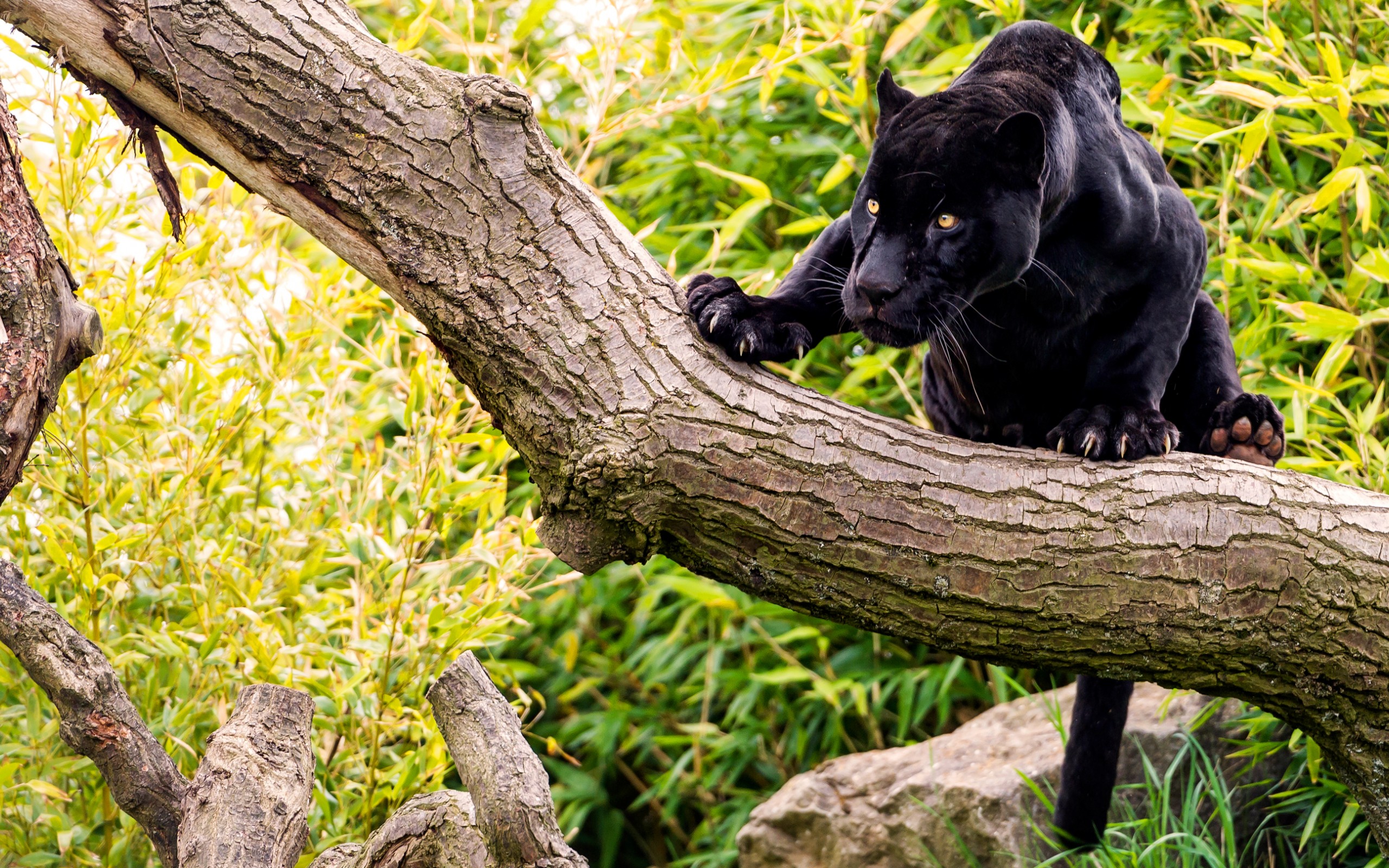 Download mobile wallpaper Black Panther, Cats, Animal for free.