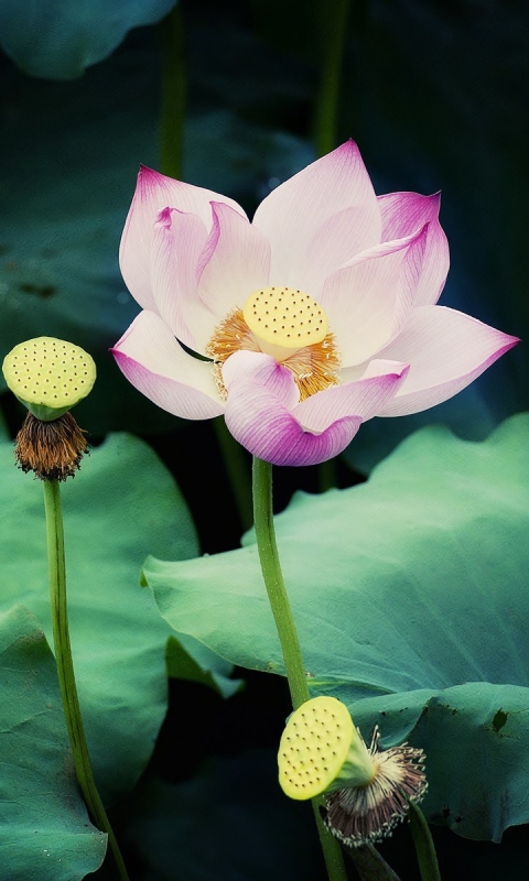 Download mobile wallpaper Flowers, Lotus, Flower, Earth, Lily for free.