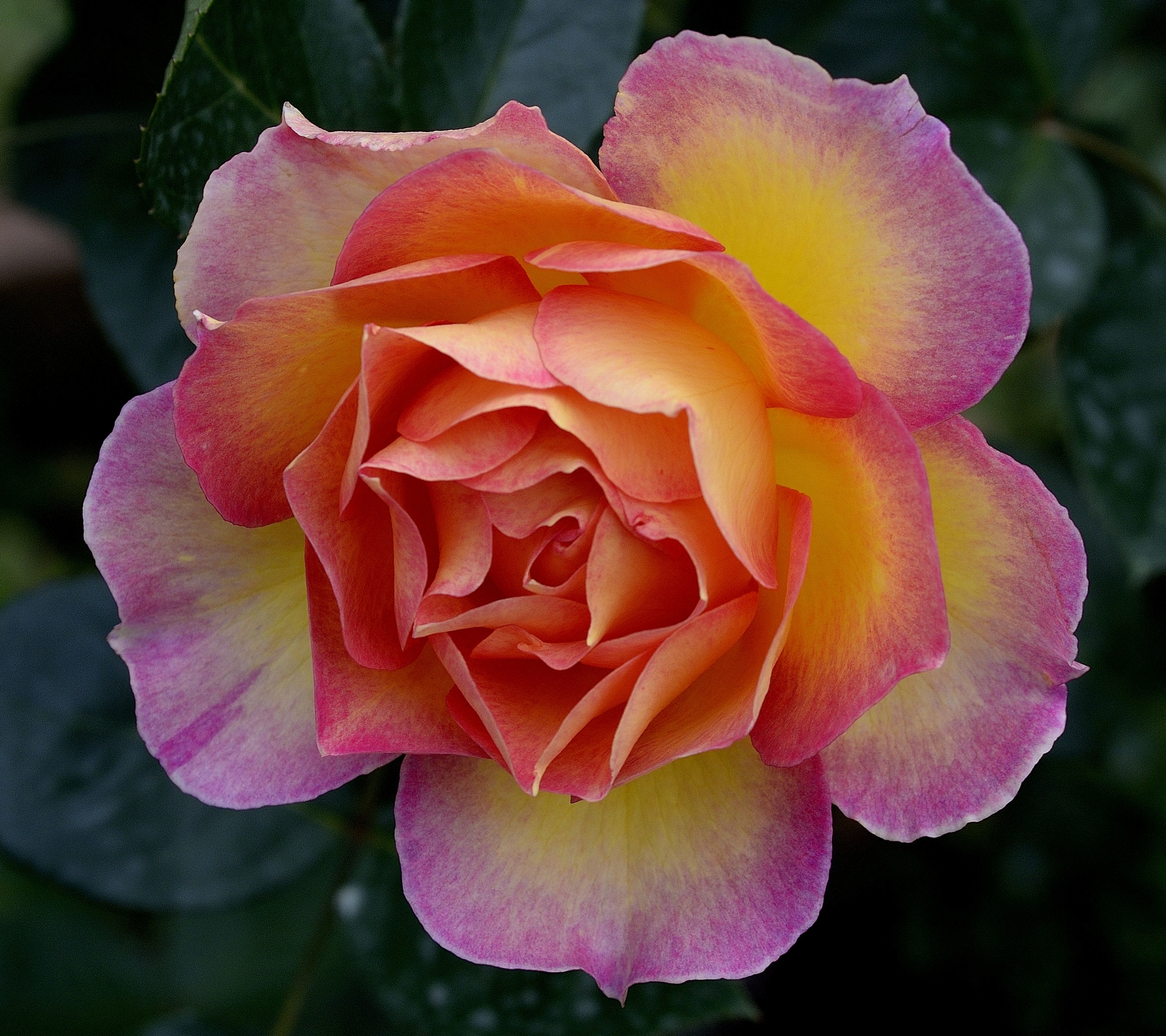 Téléchargez des papiers peints mobile Fleurs, Rose, Fermer, Terre/nature, Fleur Rose gratuitement.