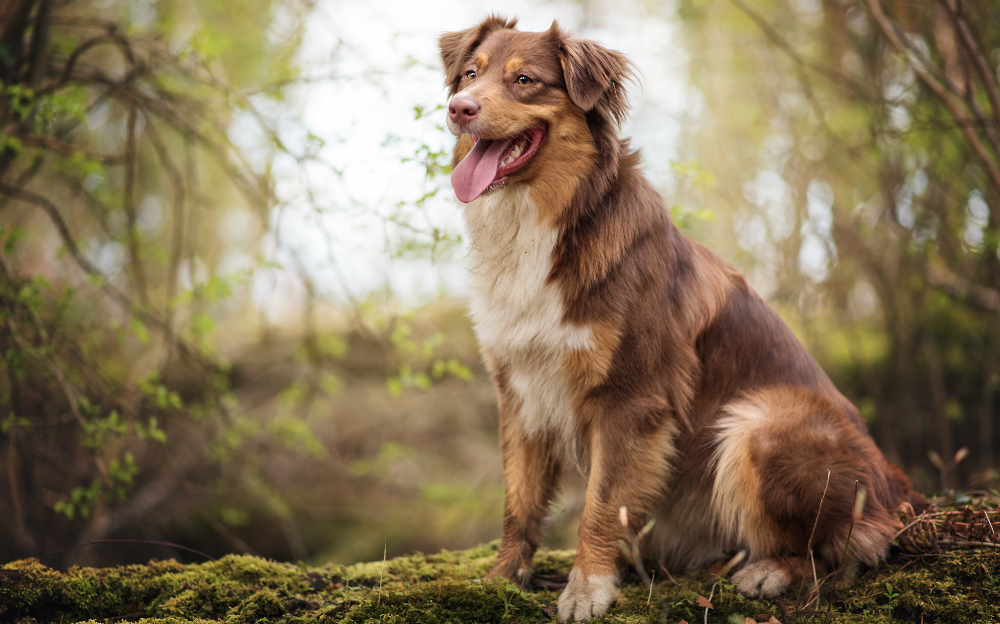 PCデスクトップに動物, 犬, 被写界深度, オーストラリアン シェパード画像を無料でダウンロード