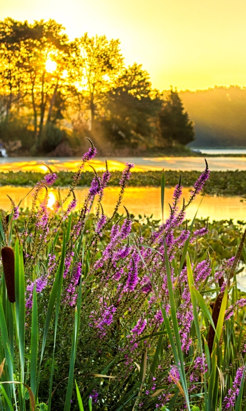 Handy-Wallpaper Fluss, Sonnenuntergang, Erde/natur kostenlos herunterladen.