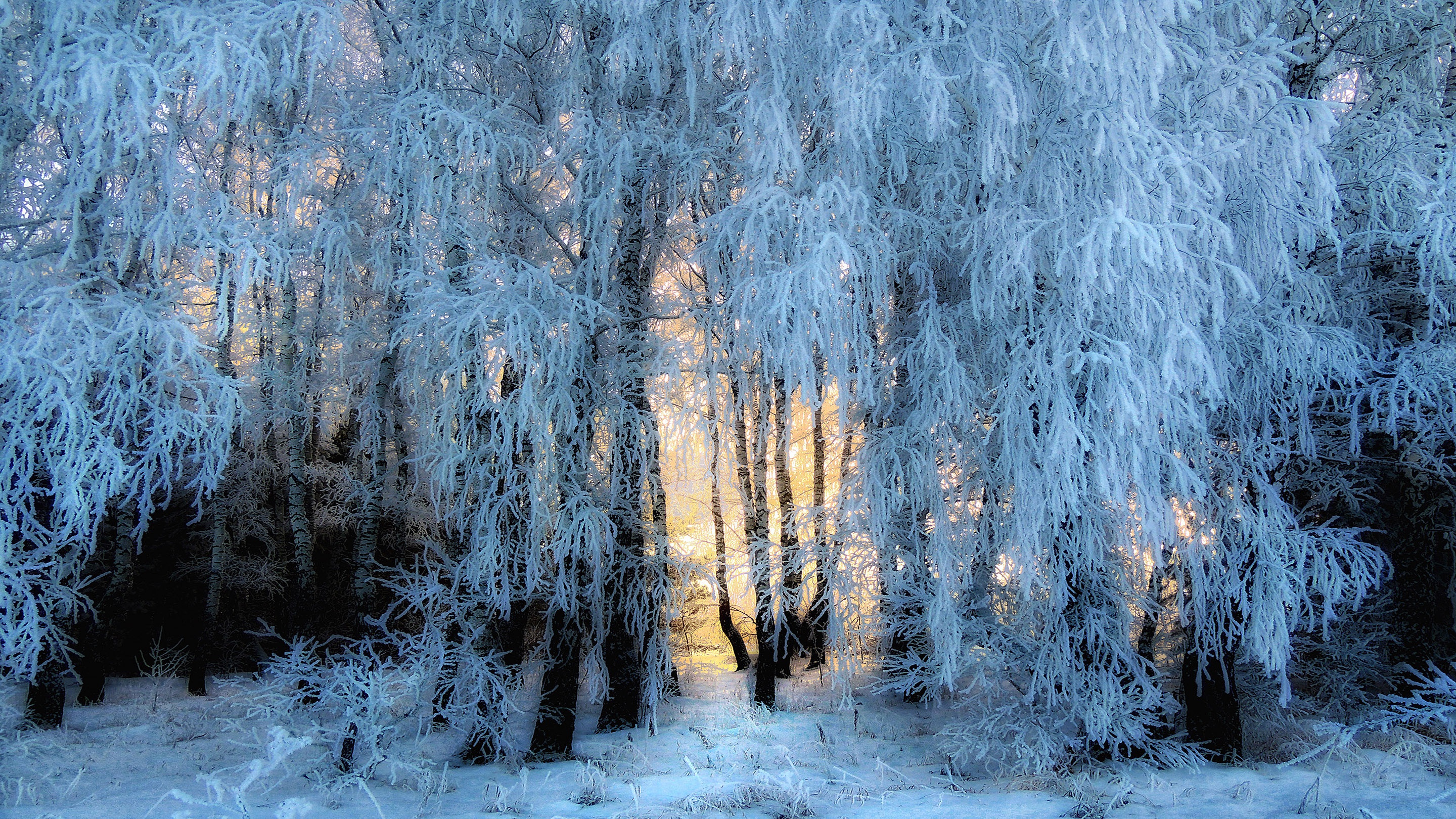 Free download wallpaper Winter, Snow, Forest, Earth on your PC desktop