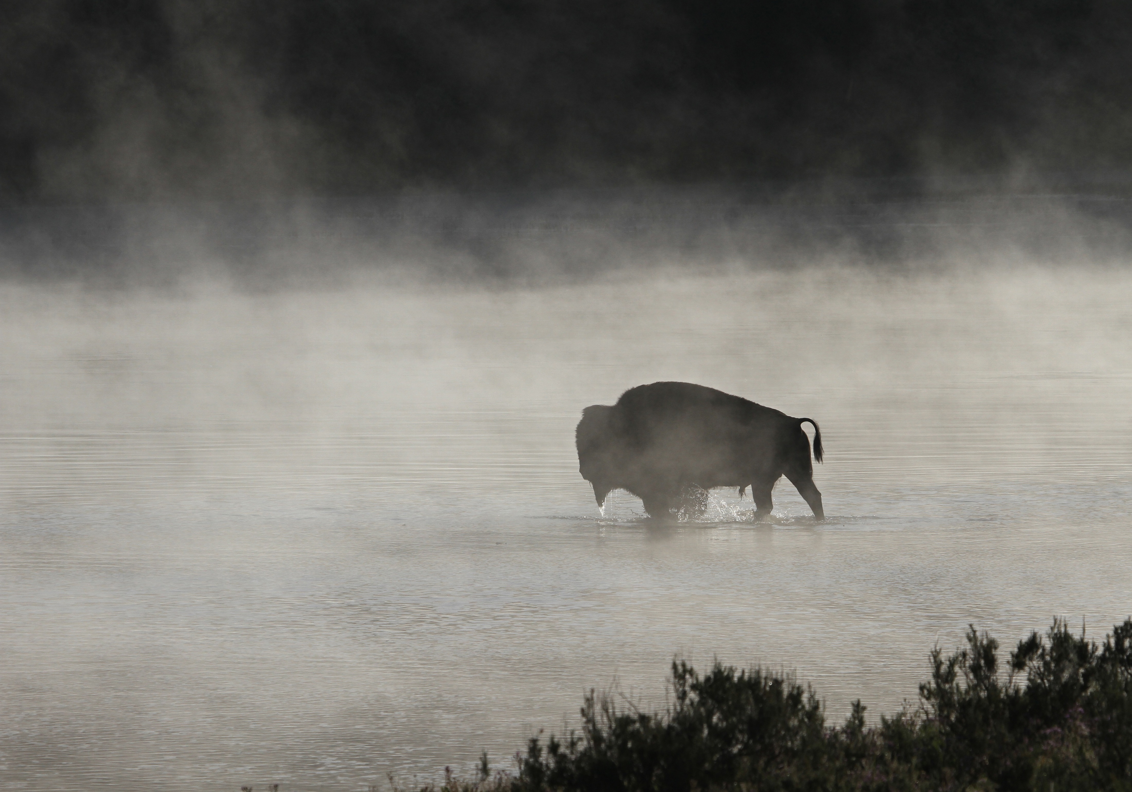 animal, american bison, black & white, fog, mammal, river, silhouette, water