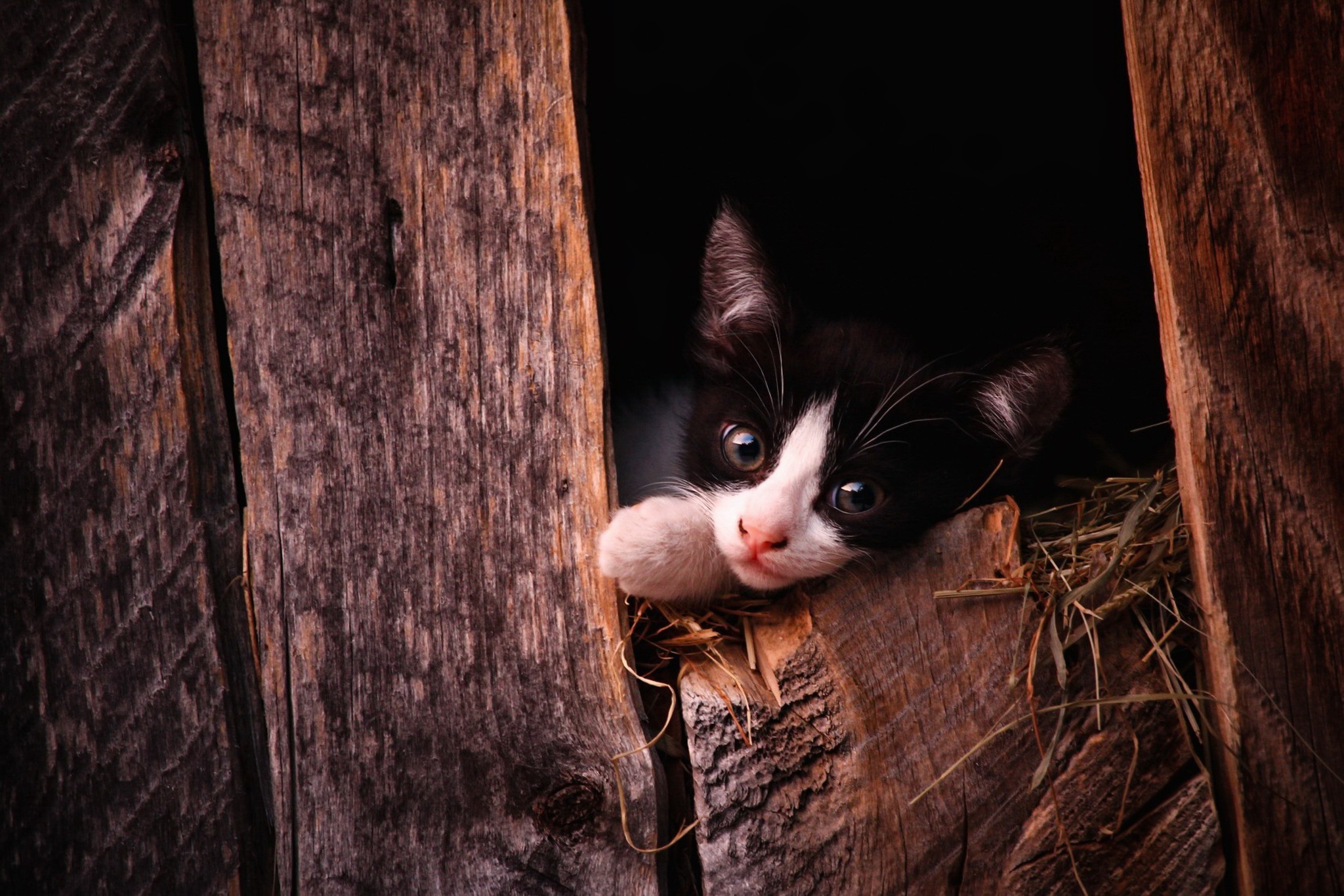 Descarga gratuita de fondo de pantalla para móvil de Animales, Gatos, Gato, Gatito, Bebe Animal.