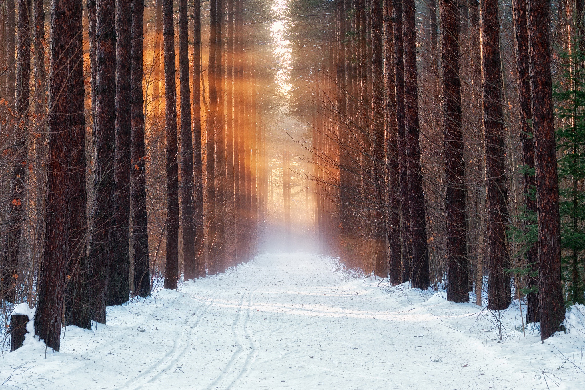 Скачать картинку Зима, Природа, Снег, Дорога, Лес, Дерево, Солнечный Луч, Земля/природа в телефон бесплатно.