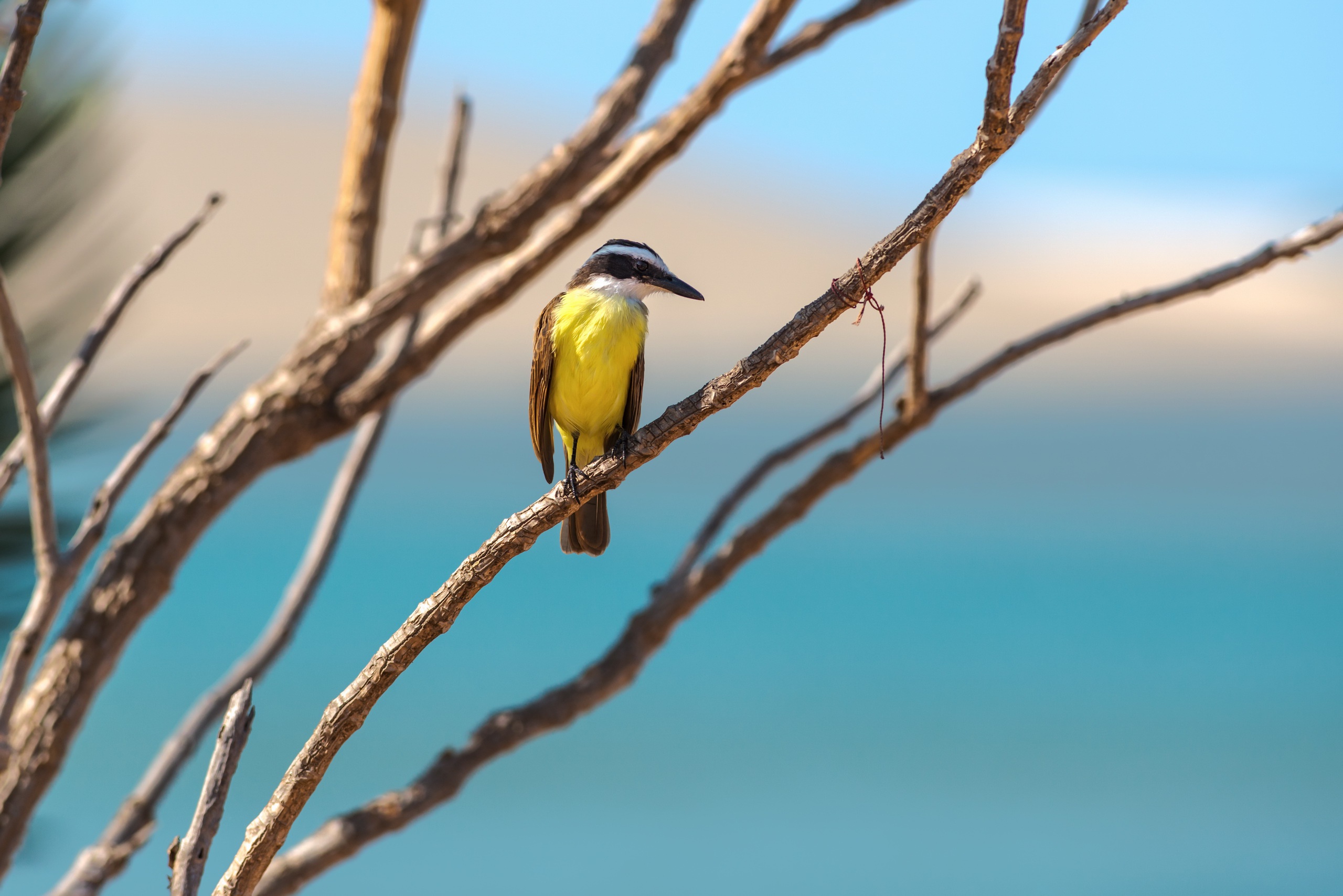 Téléchargez des papiers peints mobile Animaux, Oiseau, Des Oiseaux, Profondeur De Champ gratuitement.