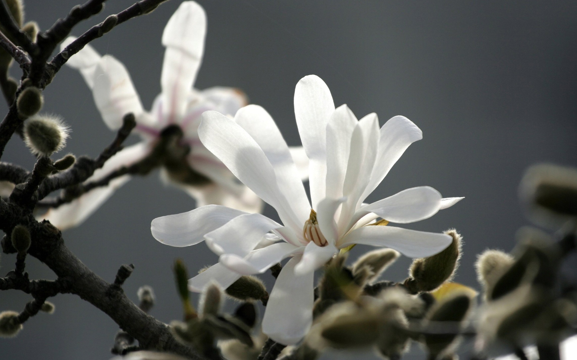 Descarga gratis la imagen Florecer, Flores, Tierra/naturaleza en el escritorio de tu PC