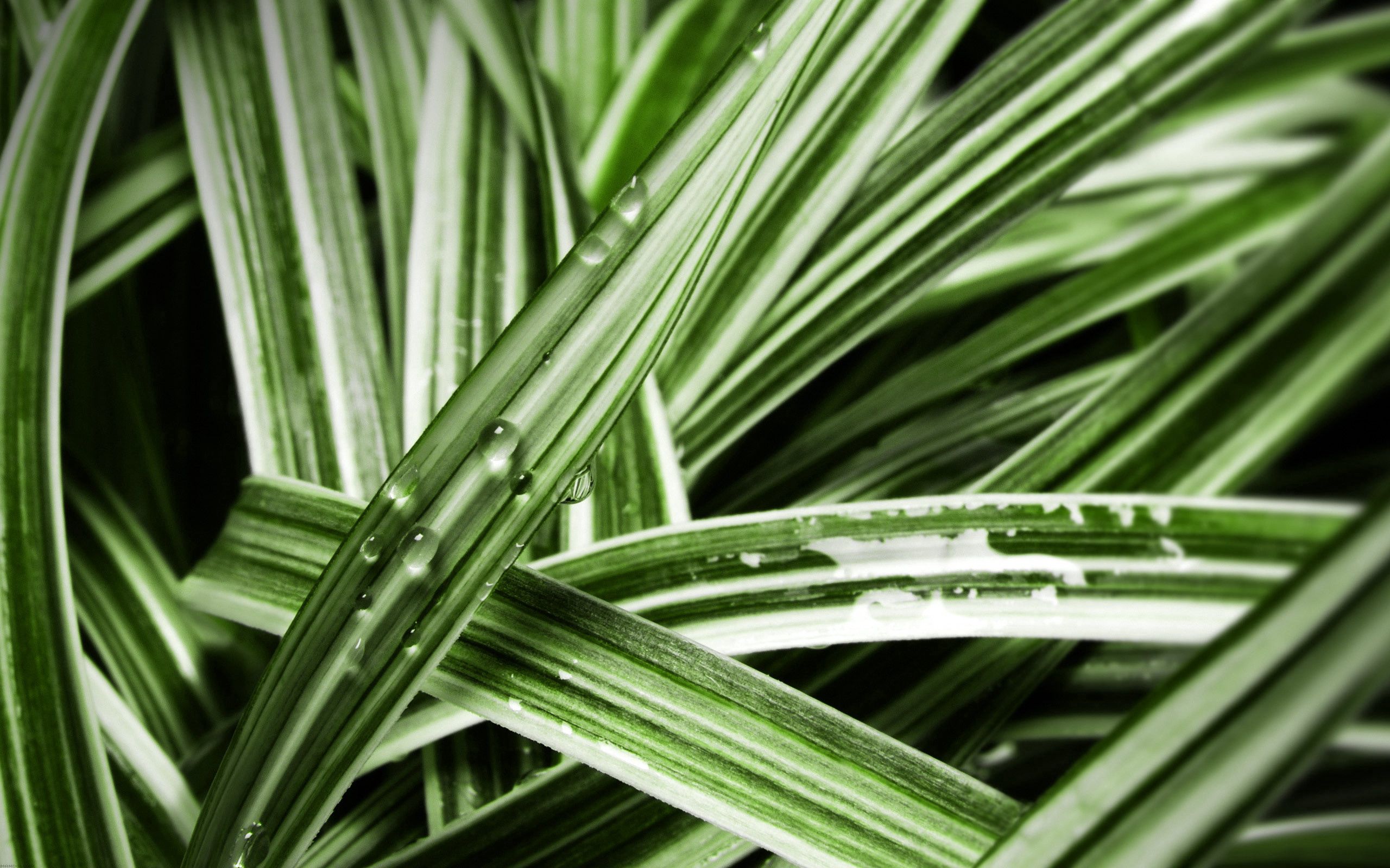leaves, macro, wet, striped, humid HD wallpaper