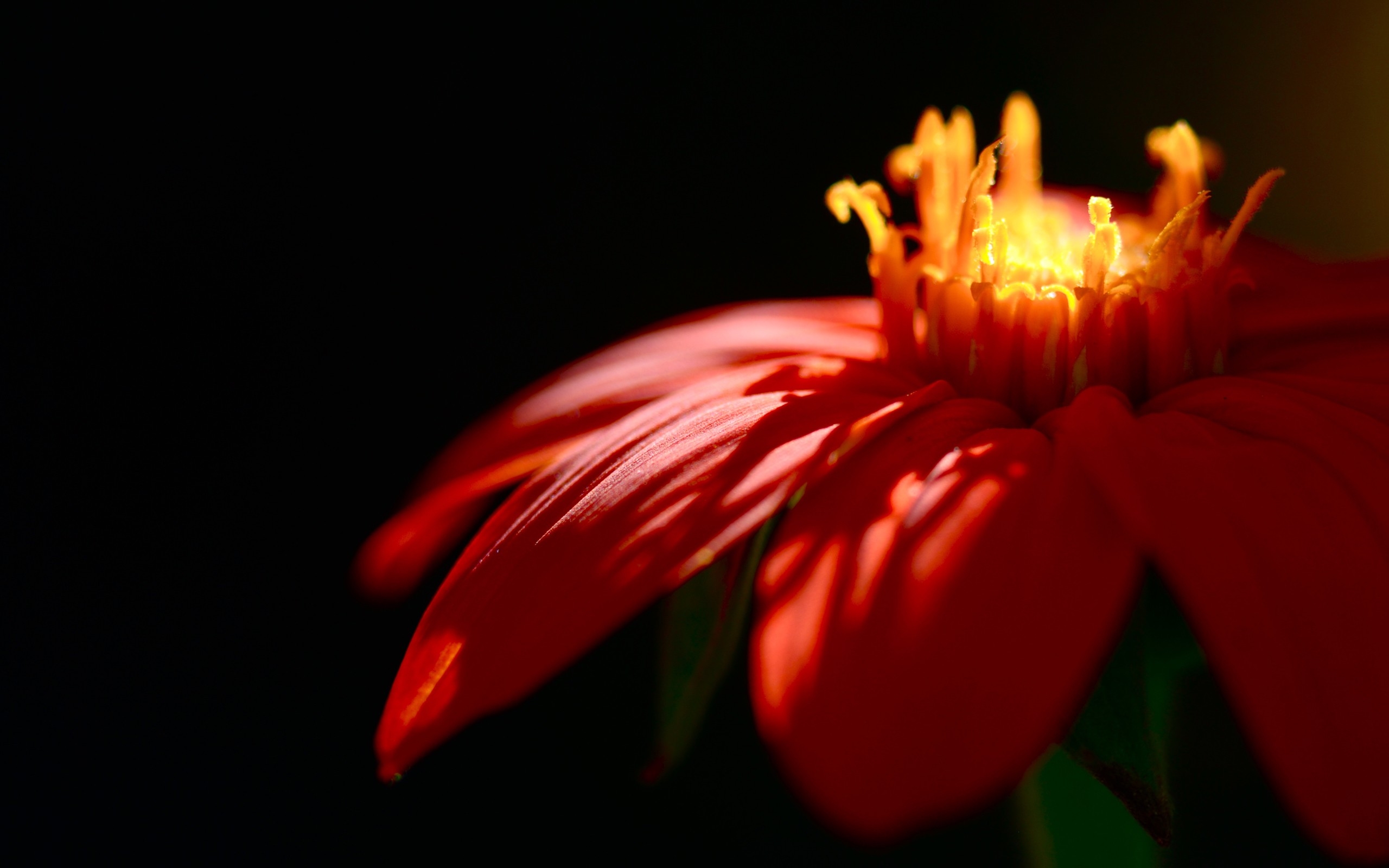 Téléchargez gratuitement l'image Fleurs, Fleur, Pétale, Terre/nature sur le bureau de votre PC