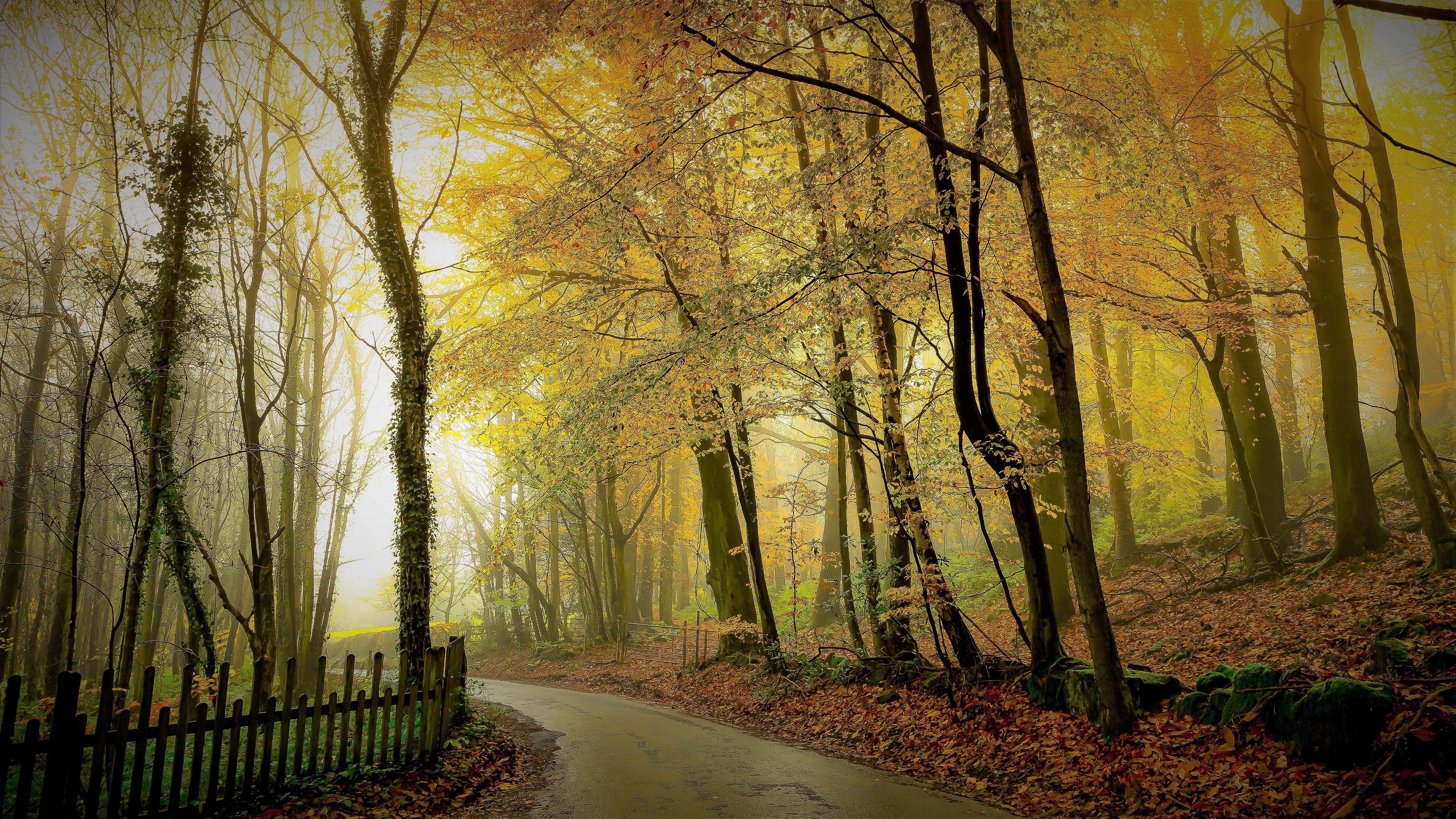 Free download wallpaper Road, Tree, Fall, Fence, Photography on your PC desktop
