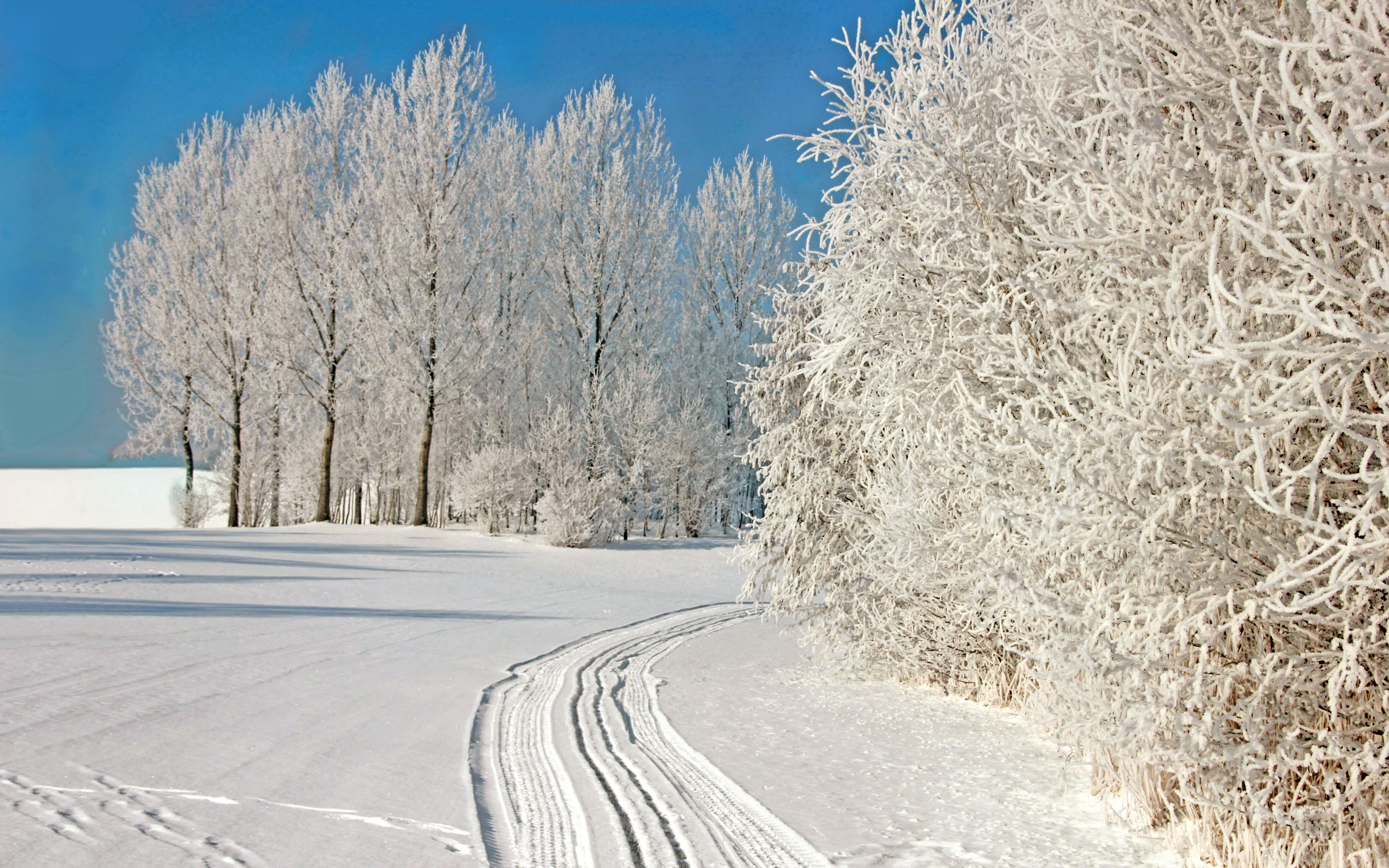 Скачать картинку Зима, Снег, Дерево, Белый, Земля/природа в телефон бесплатно.