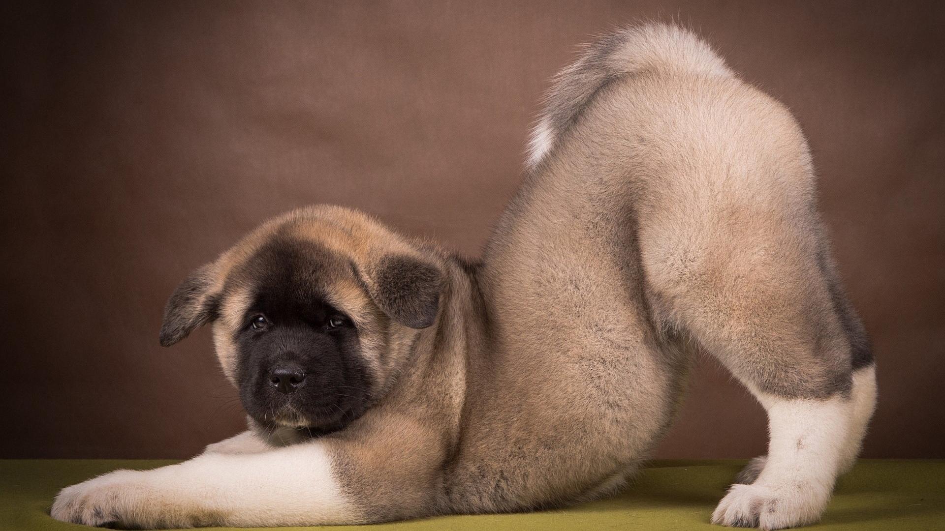 Descarga gratuita de fondo de pantalla para móvil de Perros, Cachorro, Animales.