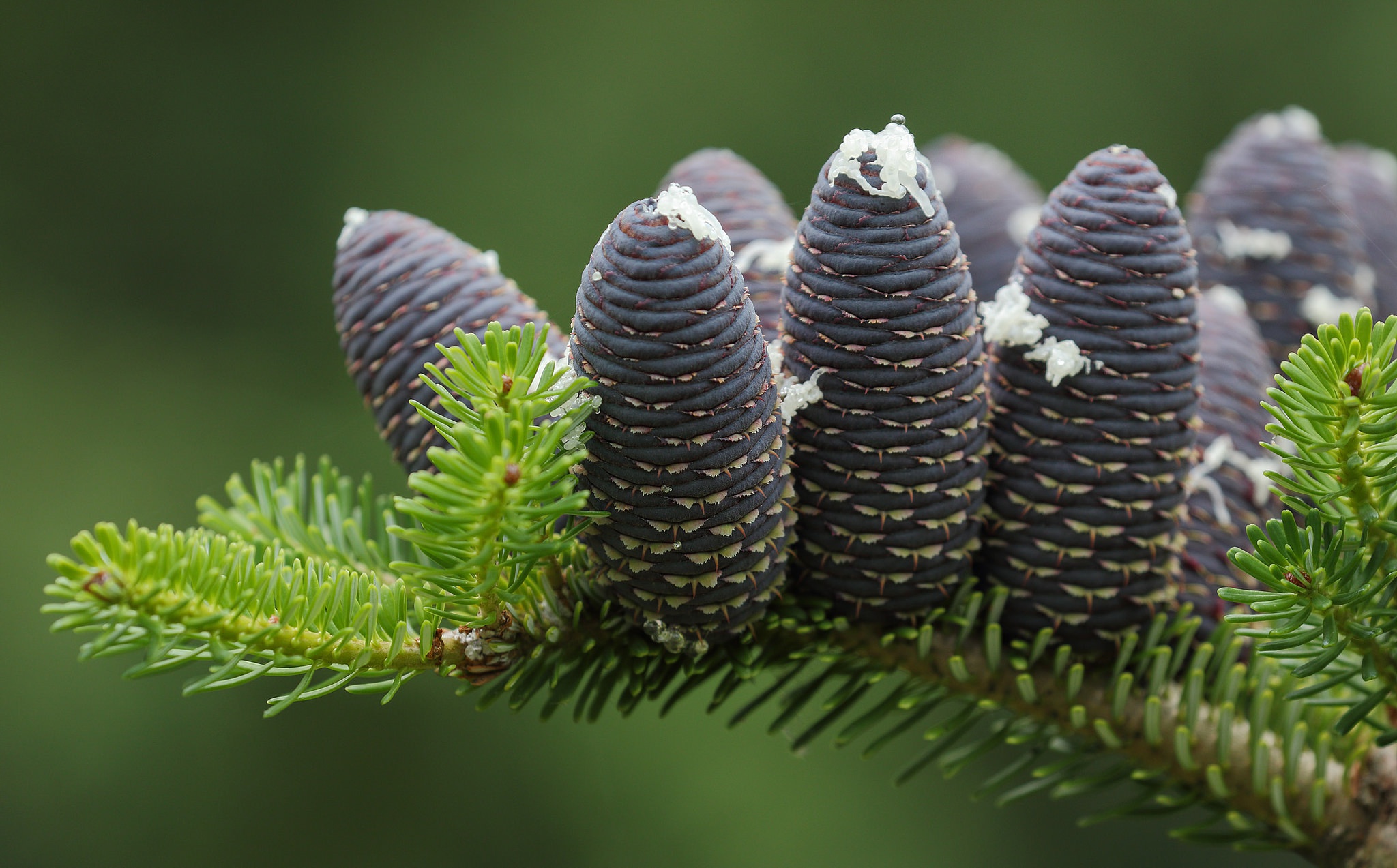 Windows Backgrounds earth, close up, branch, fir, macro, pine cone
