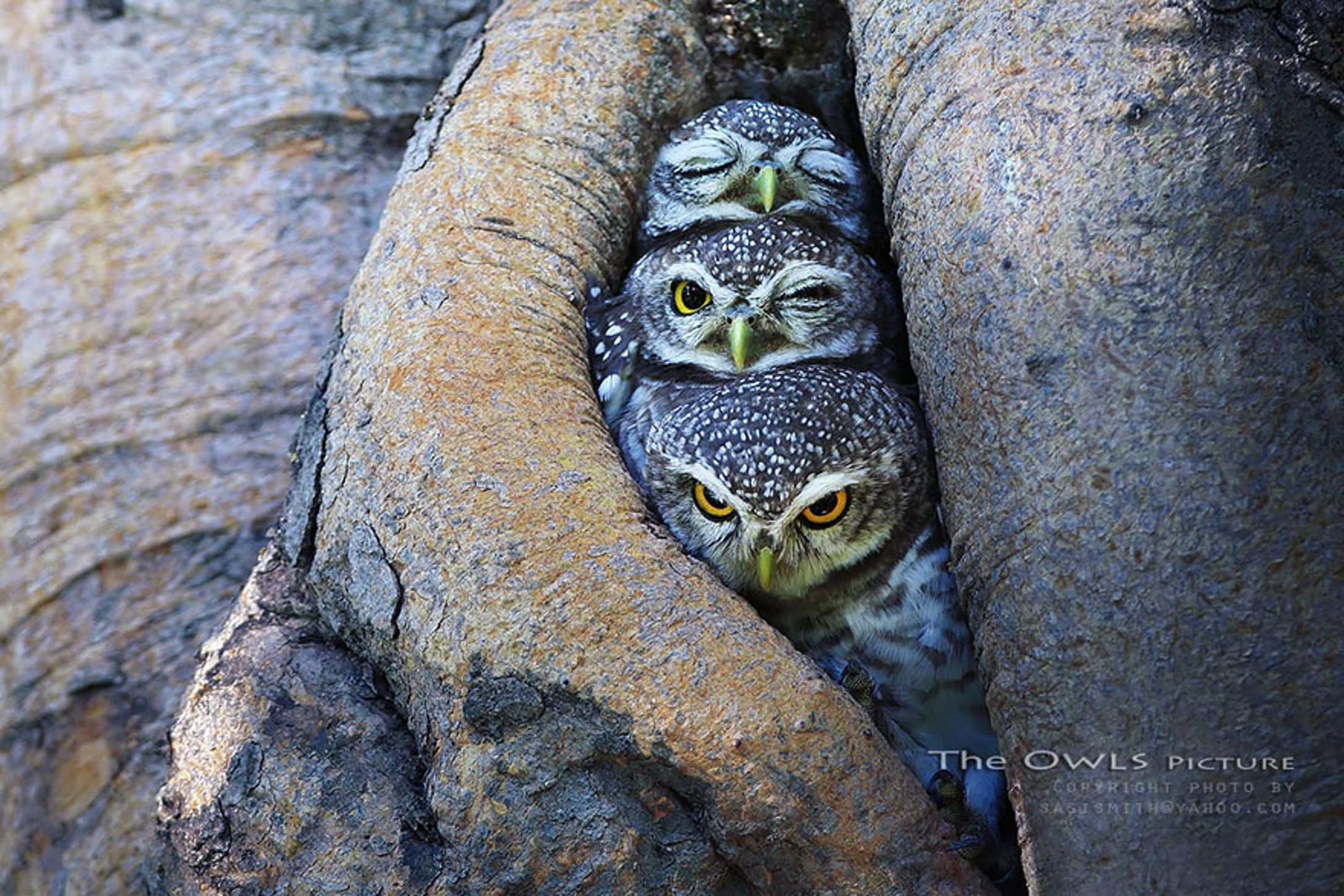 Free download wallpaper Owl, Animal on your PC desktop