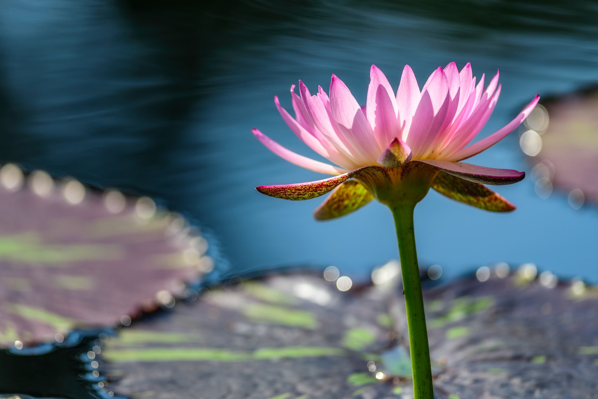 Free download wallpaper Flowers, Water, Flower, Earth, Water Lily, Pink Flower on your PC desktop
