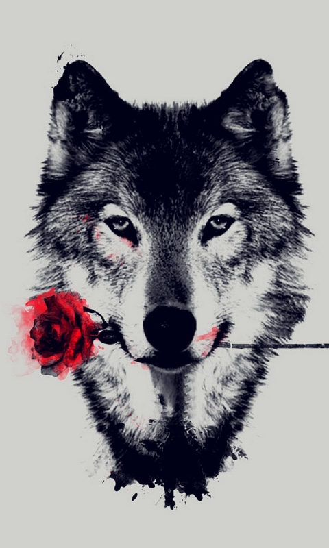 Handy-Wallpaper Tiere, Wolf, Rote Rose, Wolves kostenlos herunterladen.