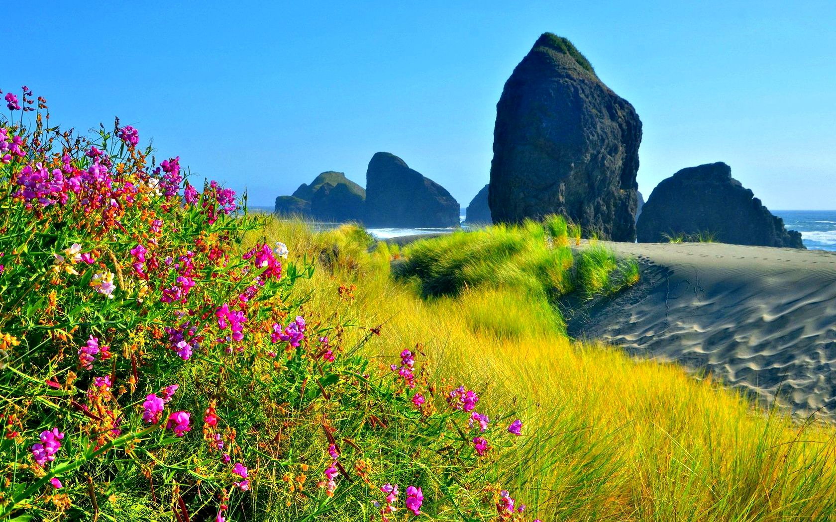 Скачать картинку Трава, Пляж, Песок, Цветок, Земля/природа в телефон бесплатно.