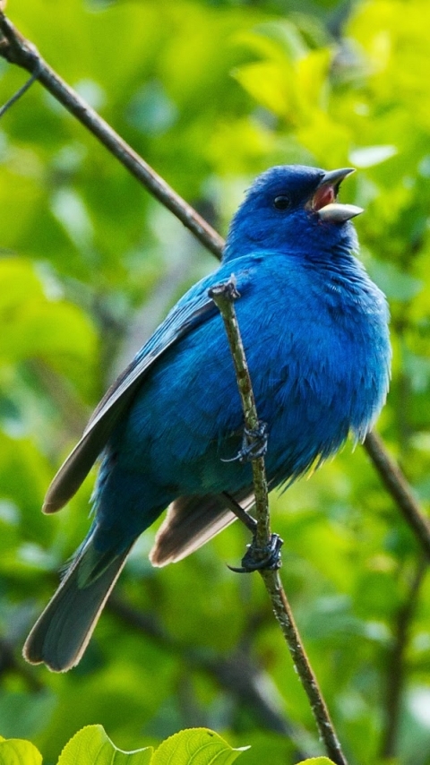 blue, animal, indigo bunting, branch, bird, tree, leaf, birds