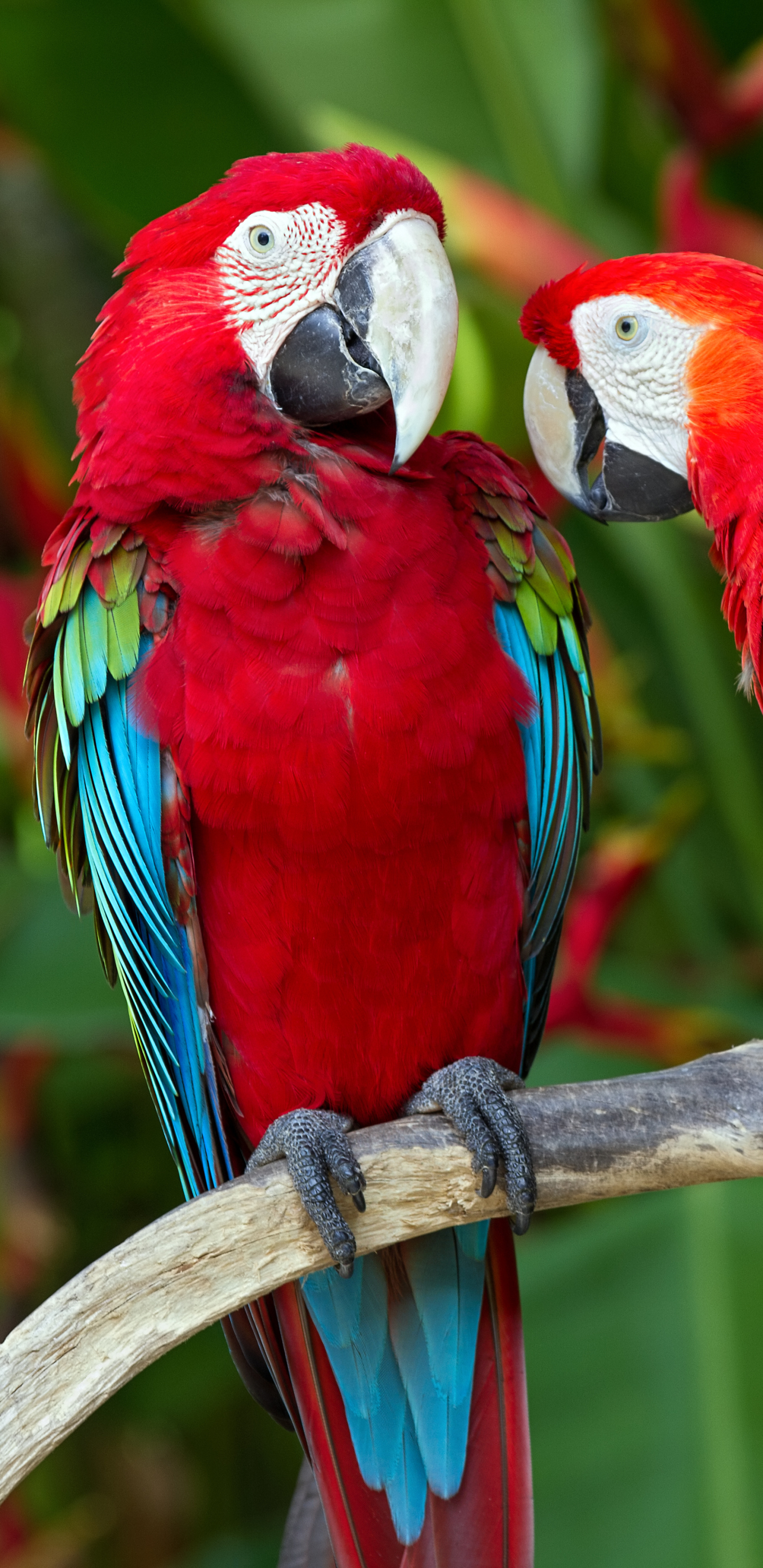 Los mejores fondos de pantalla de Guacamayo Rojo Y Verde para la pantalla del teléfono