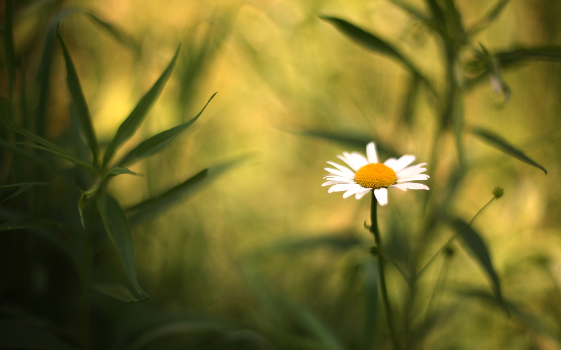 Free download wallpaper Flowers, Flower, Earth on your PC desktop