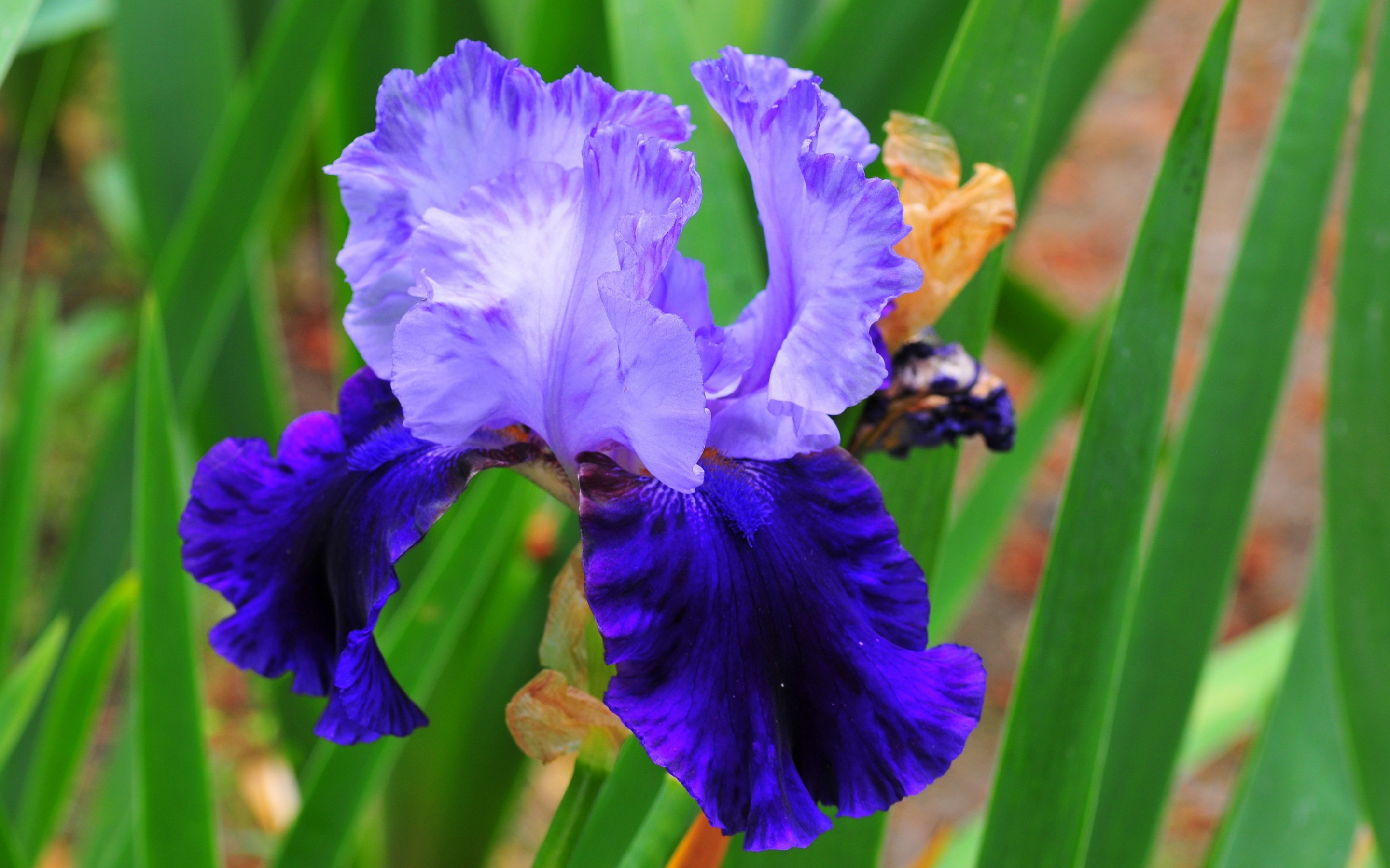 iris, earth, flowers