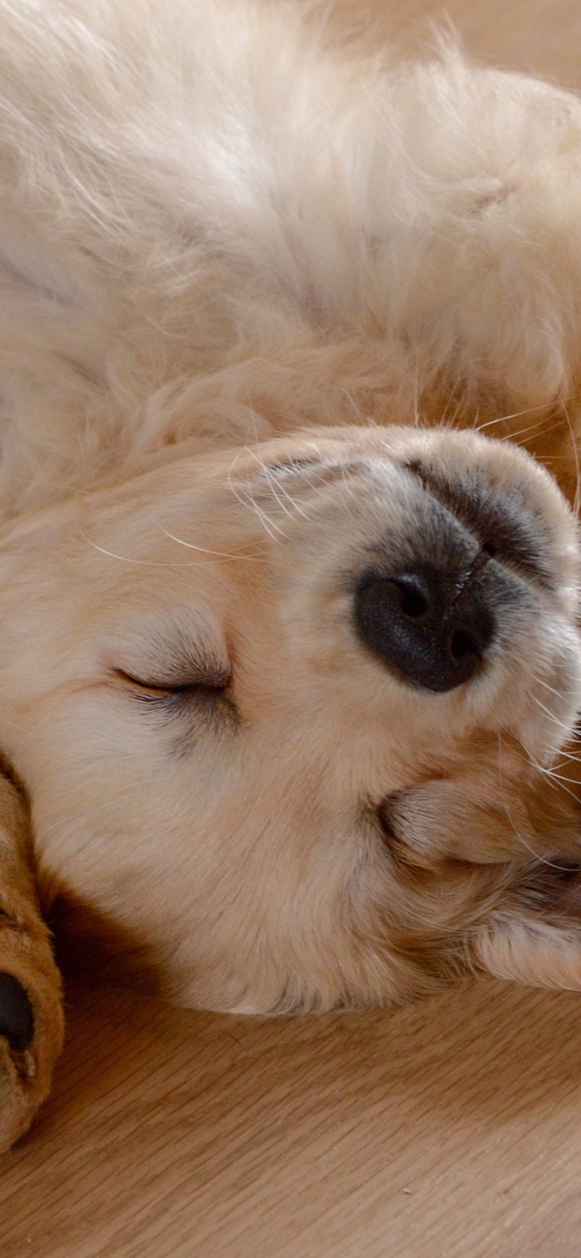 Download mobile wallpaper Dogs, Dog, Animal, Puppy, Golden Retriever, Sleeping, Baby Animal for free.