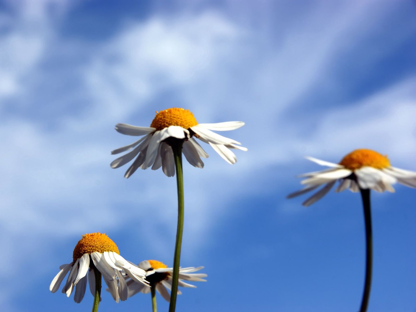 Free download wallpaper Flowers, Sky, Clouds, Summer, Camomile on your PC desktop