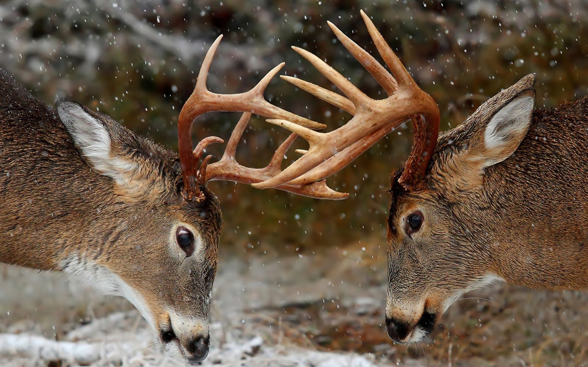 Free download wallpaper Animal, Deer on your PC desktop