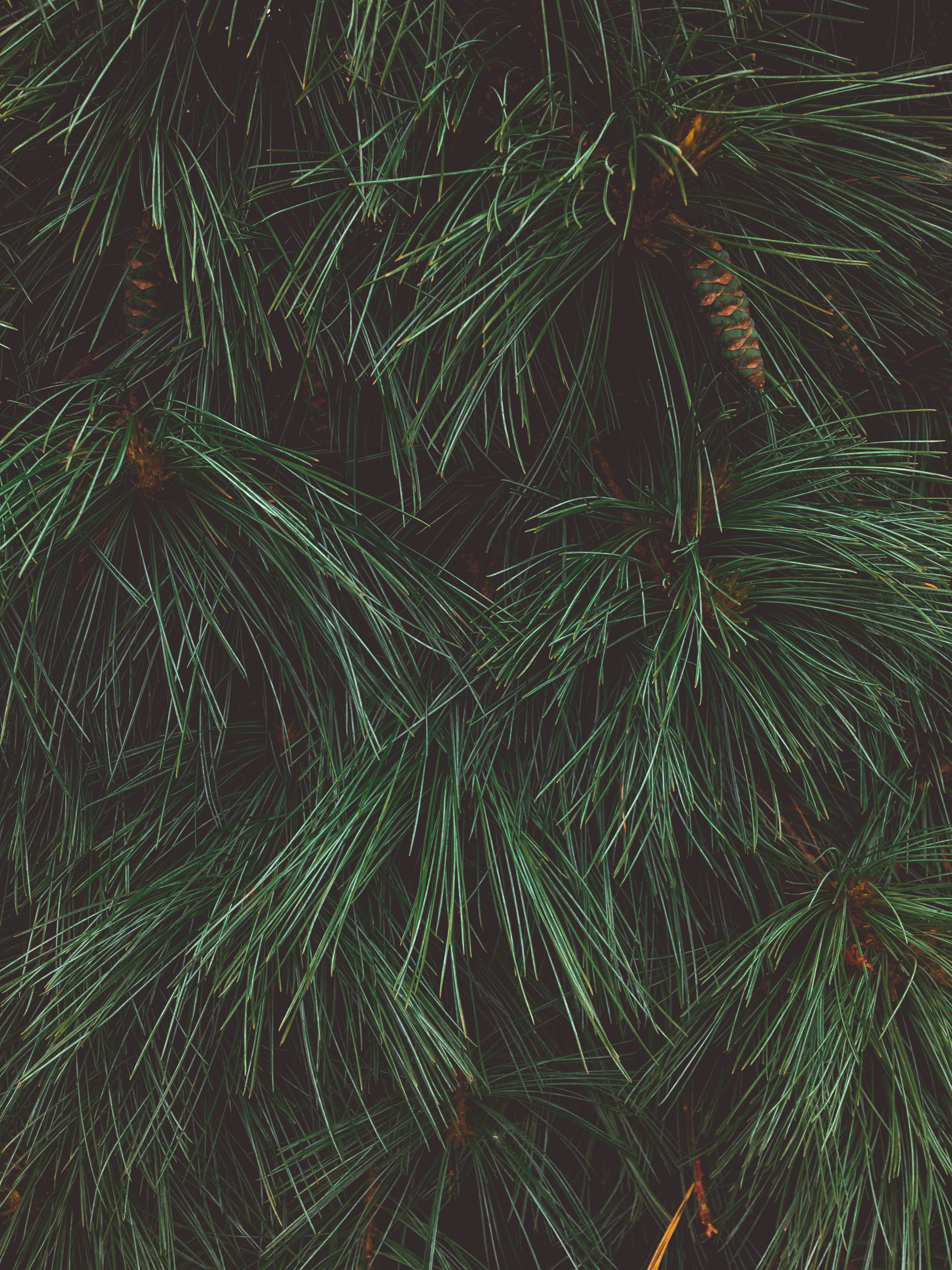 Free download wallpaper Cones, Needles, Christmas Tree, Macro, Dark on your PC desktop