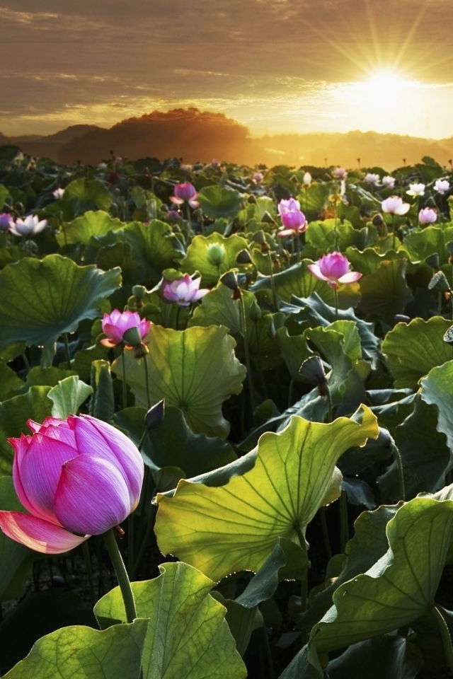 Descarga gratuita de fondo de pantalla para móvil de Flores, Flor, Tierra/naturaleza.