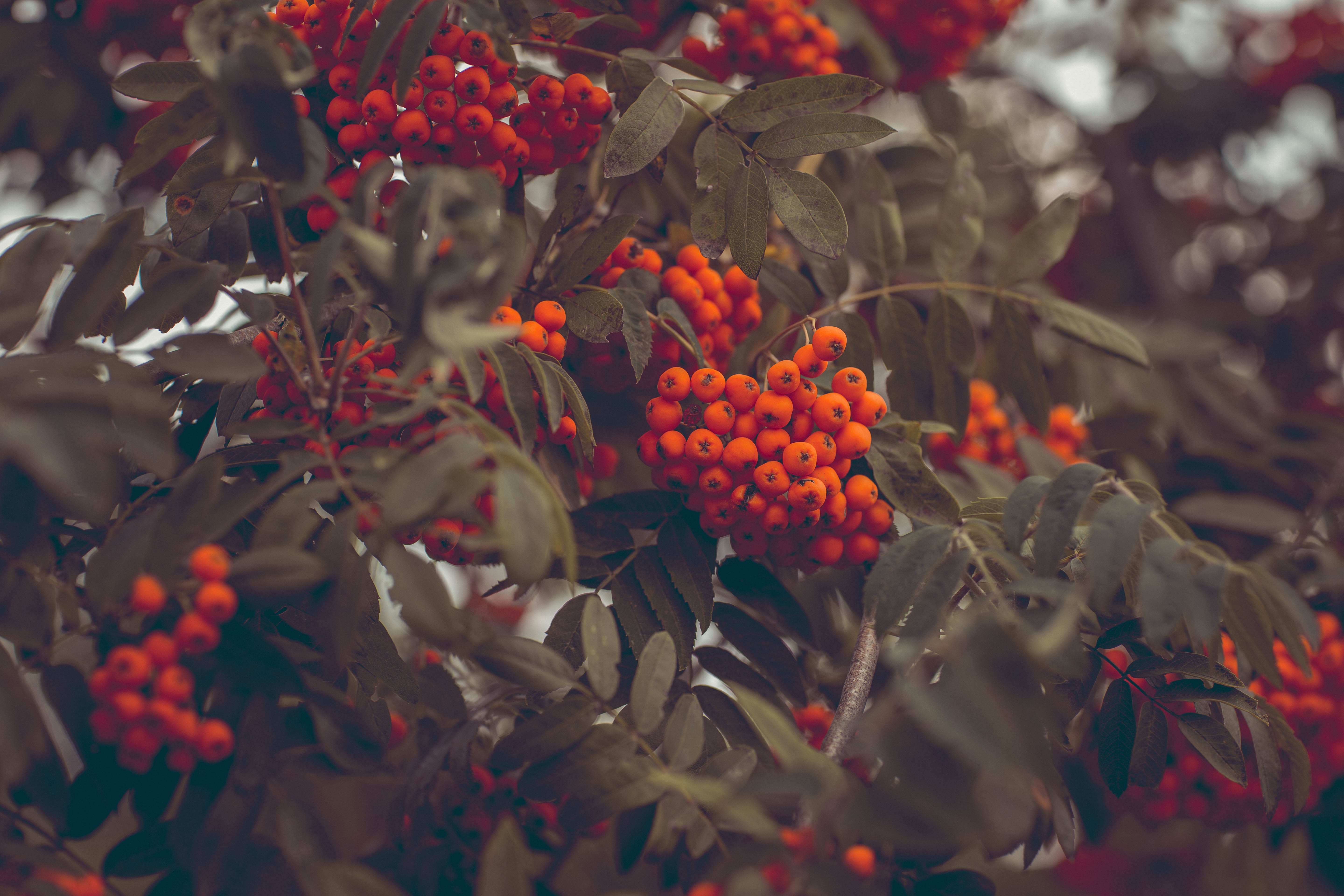 Laden Sie das Natur, Berries, Geäst, Zweige, Rowan, Eberesche, Herbst-Bild kostenlos auf Ihren PC-Desktop herunter