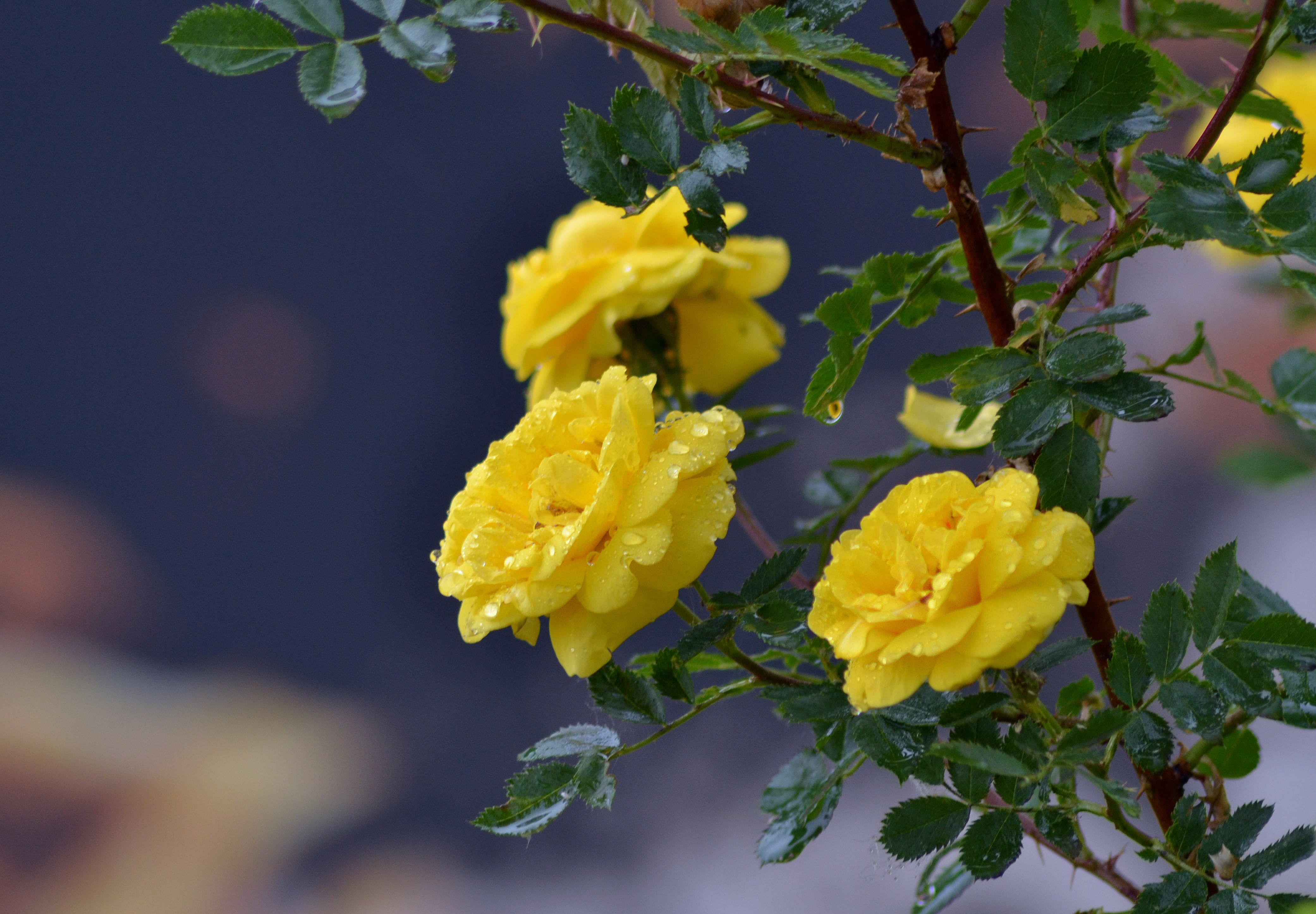 roses, flowers, drops, branch, yellow roses 4K, Ultra HD
