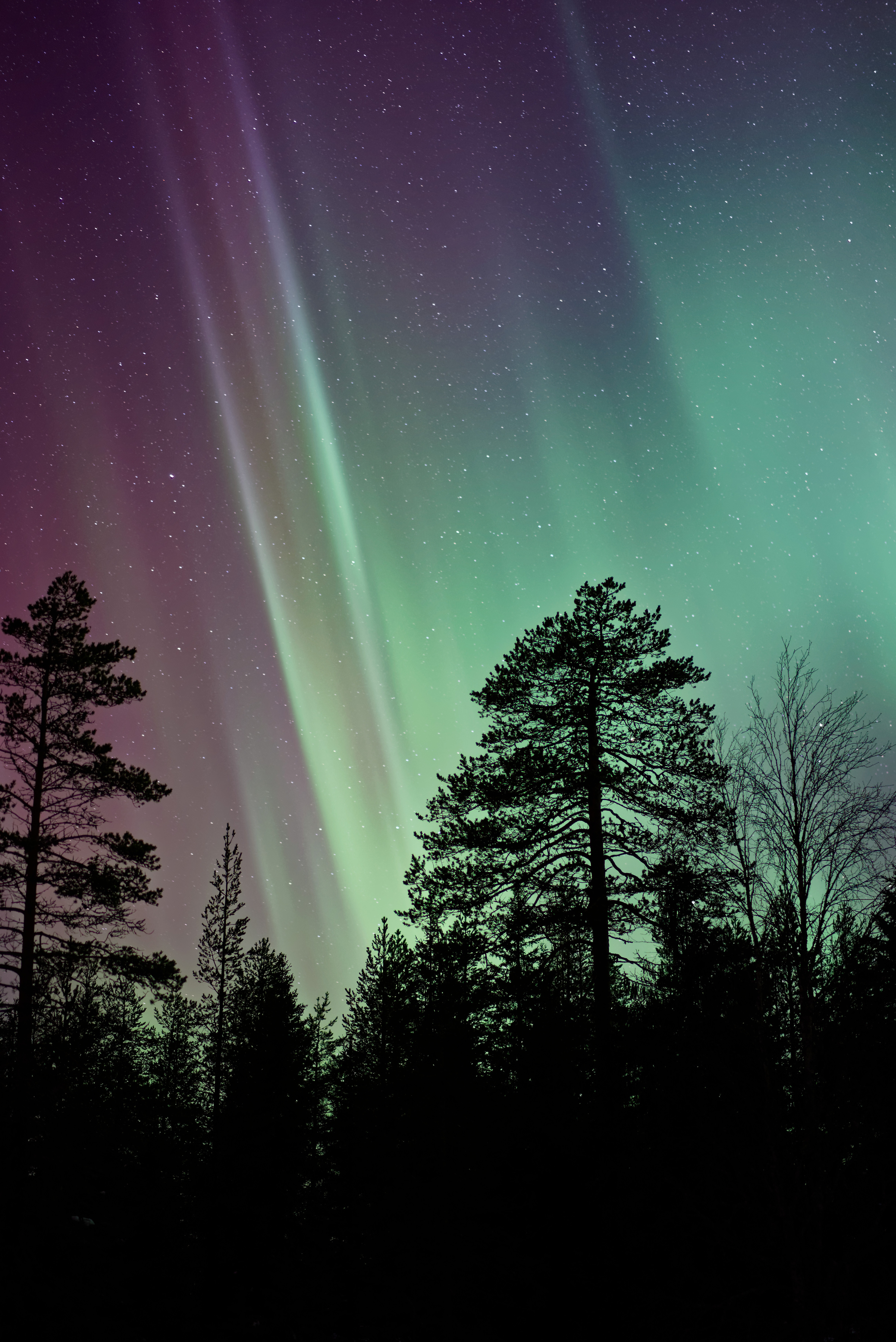 nature, trees, starry sky, northern lights, aurora borealis 4K, Ultra HD